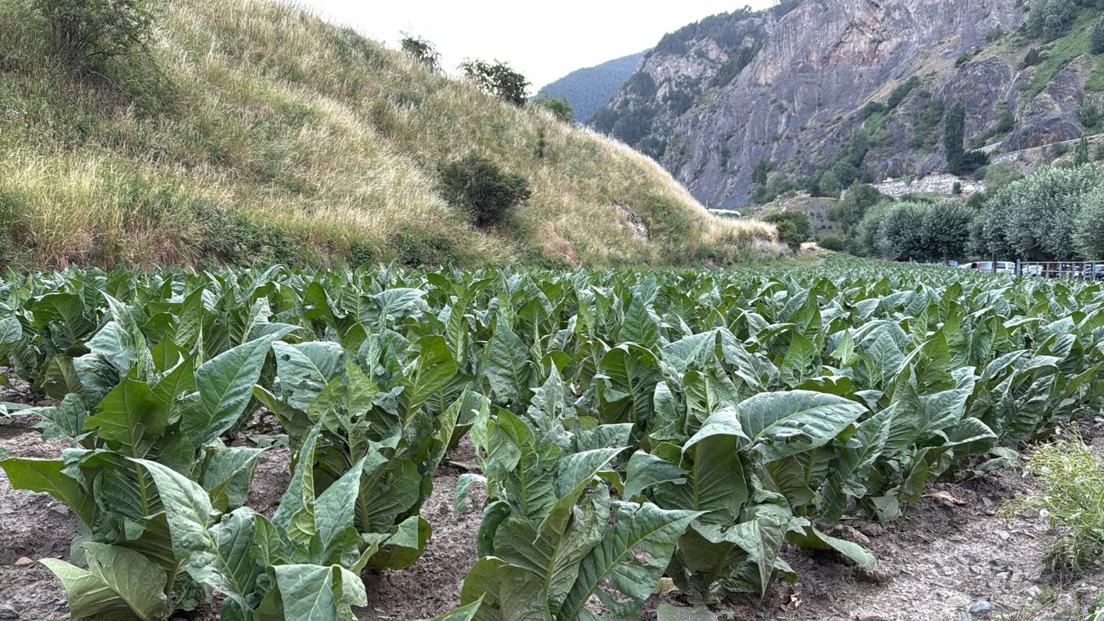 Una de les plantacions afectades a Canillo. Una de les plantacions afectades a Canillo.