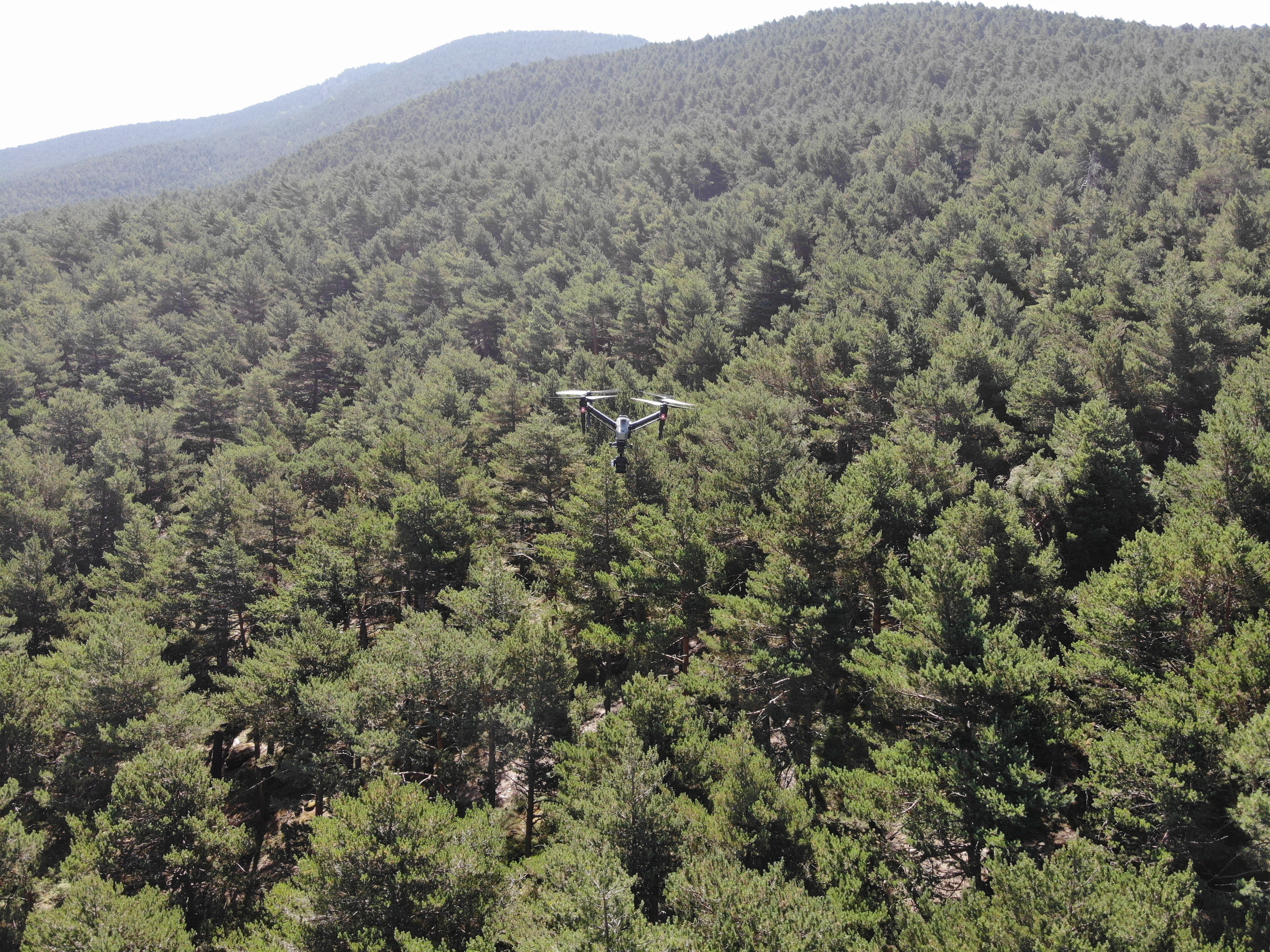 Un dron sobrevolant un bosc.