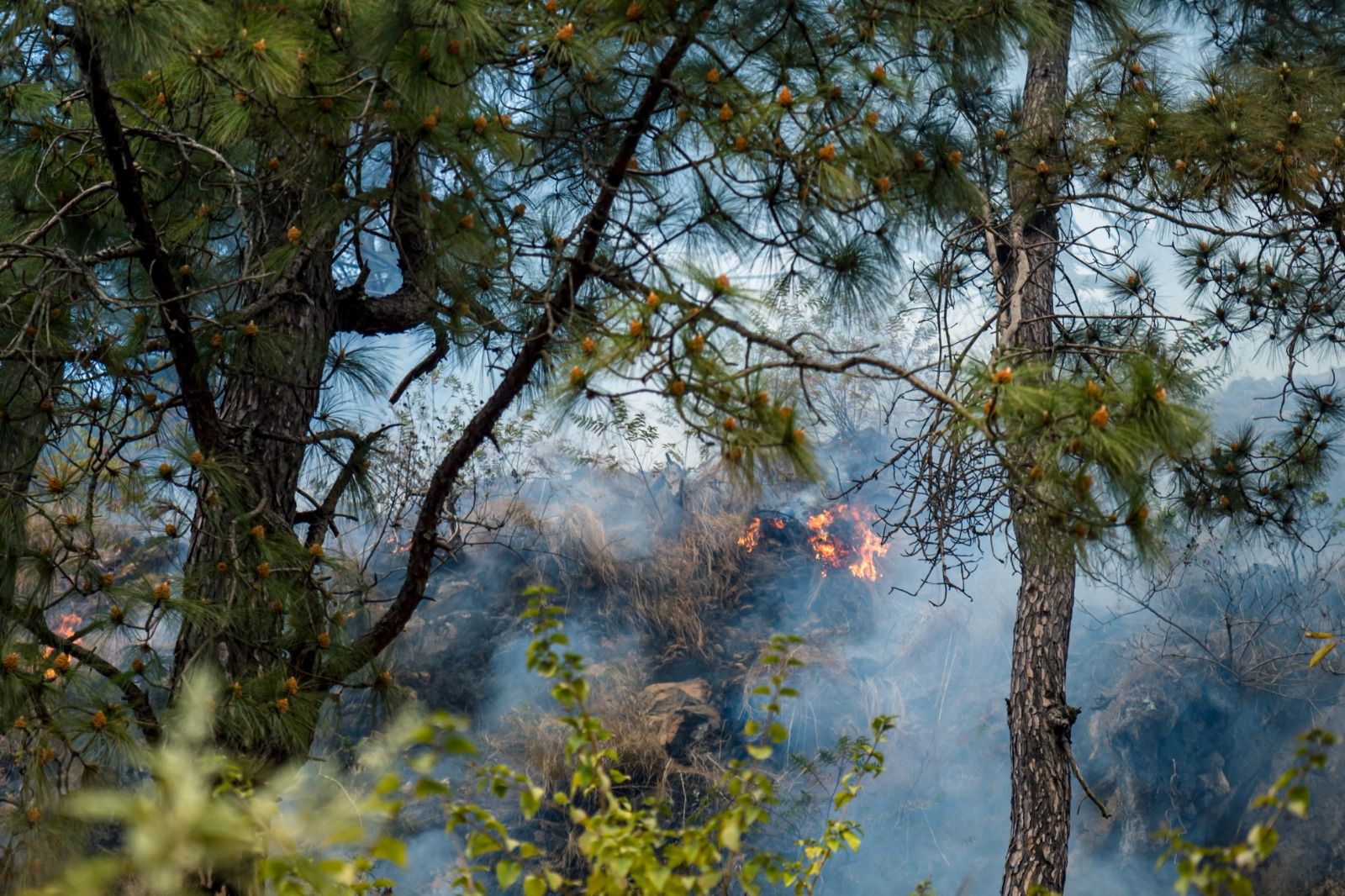 Incendi en un bosc Incendi en un bosc