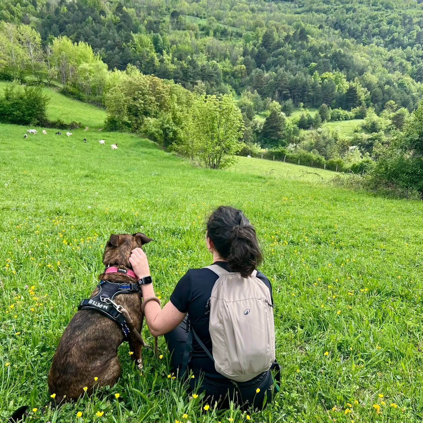 Una voluntària amb un dels gossos.