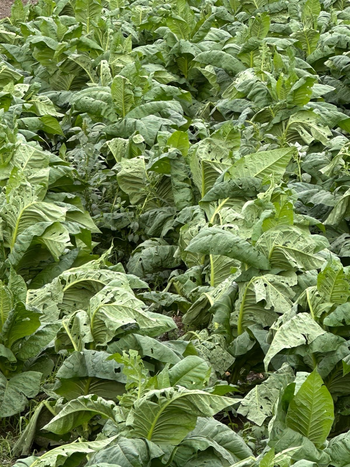 Plantes de tabac amb danys a Sispony. La portaveu del Sindicat, Rebeca Bonache.