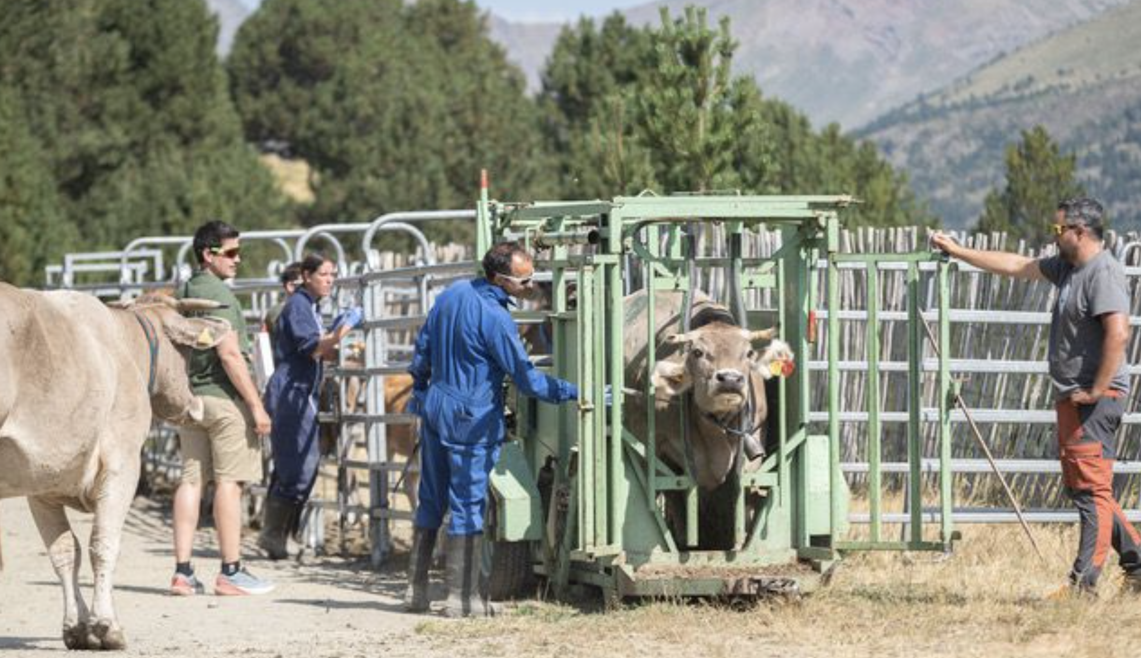 El sanejament del bestiar de Canillo reuneix més de 250 caps de boví.
