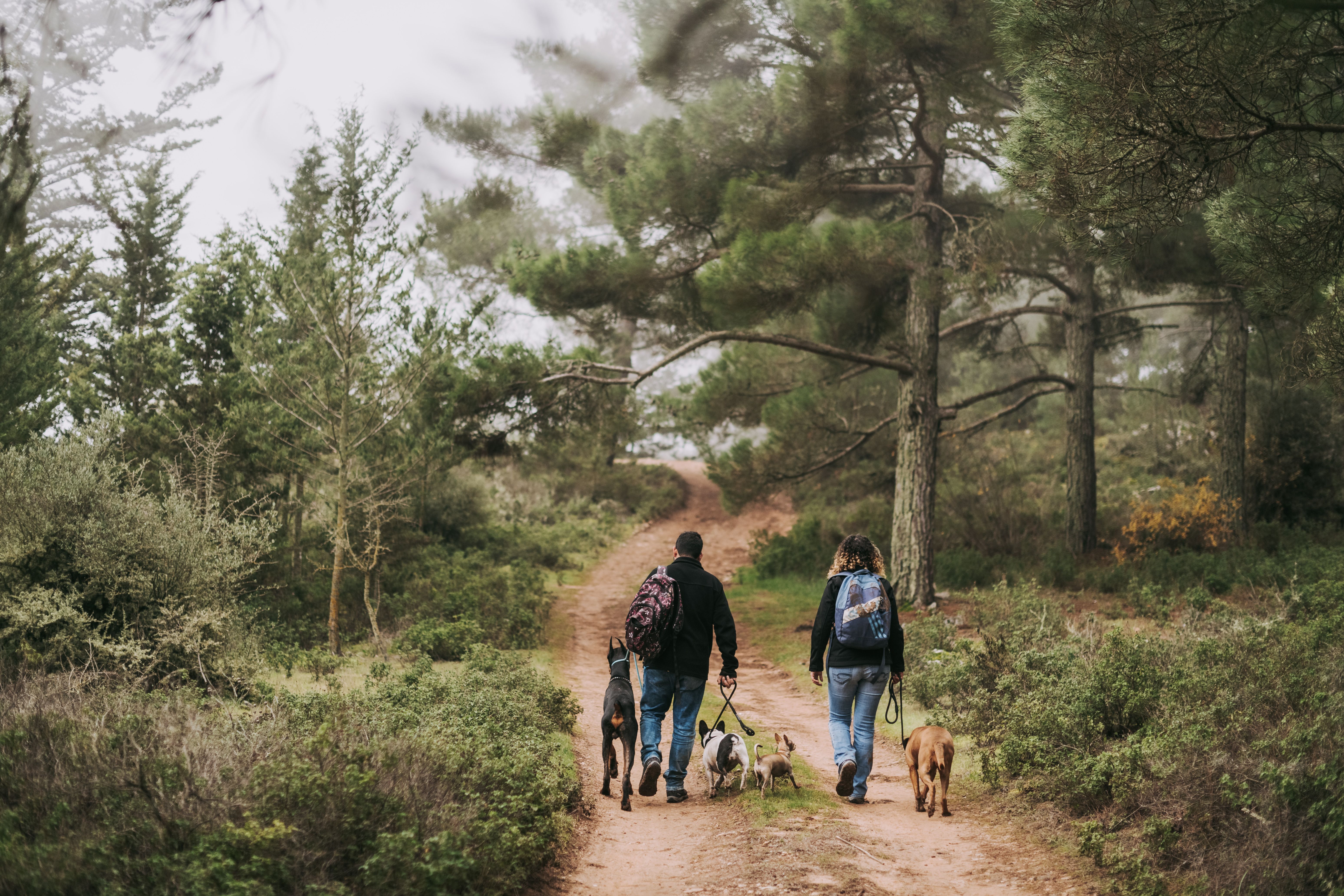 Una parella passejant amb gossos per la muntanya.