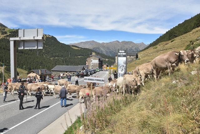 Canillo celebra el tradicional pas de al vacada comuna de la Portella a Bordes d’Envalira.