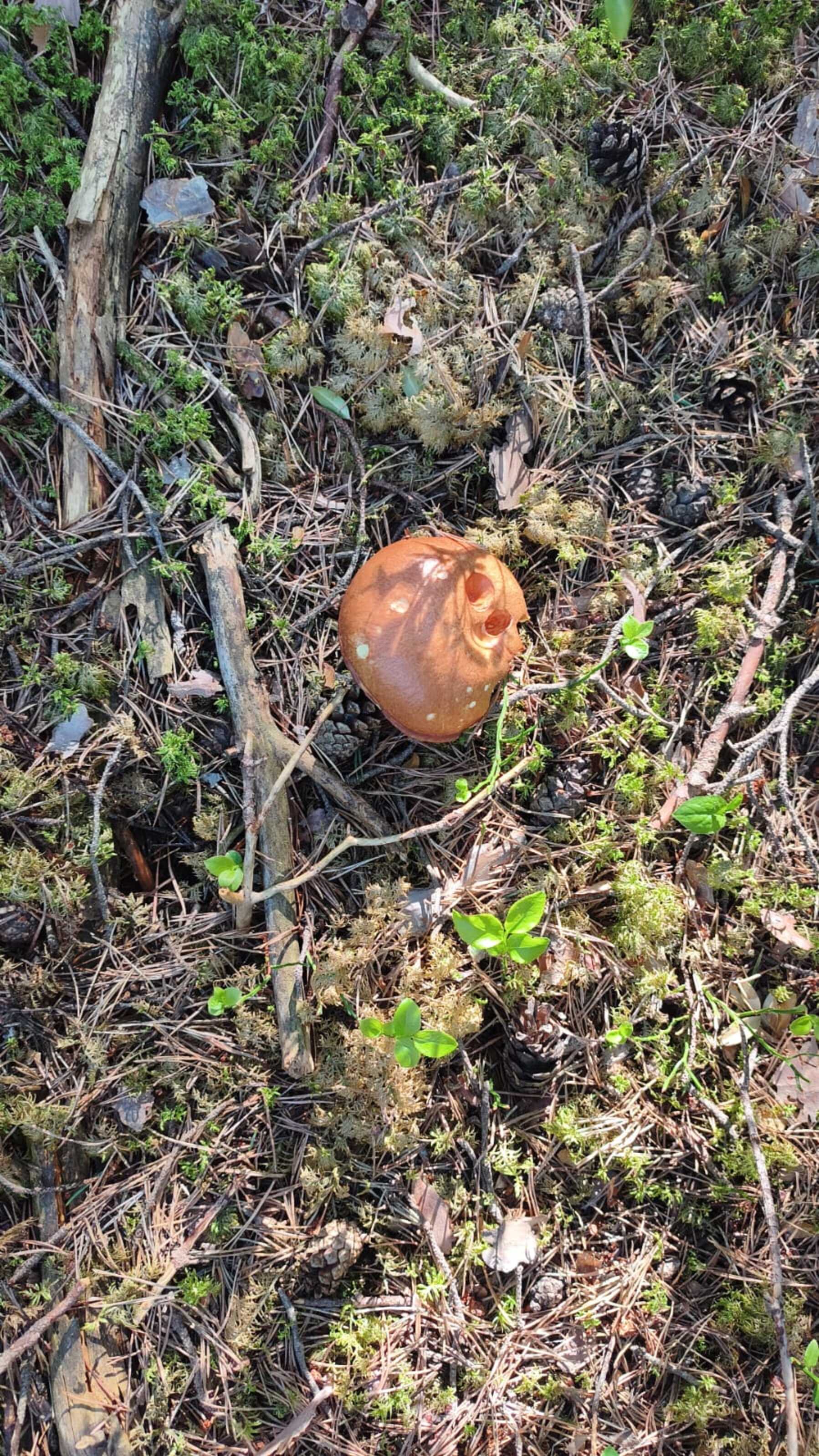 Un bolet de bou avistat aquest setembre en un bosc del país. Un bolet de bou avistat aquest setembre en un bosc del país.