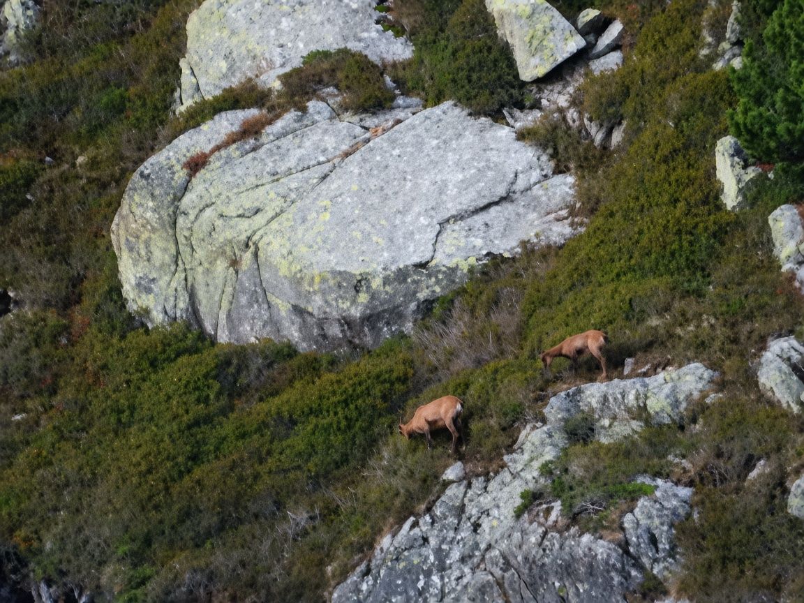 Dos isards en un paratge andorrà. Dos isards en un paratge andorrà.