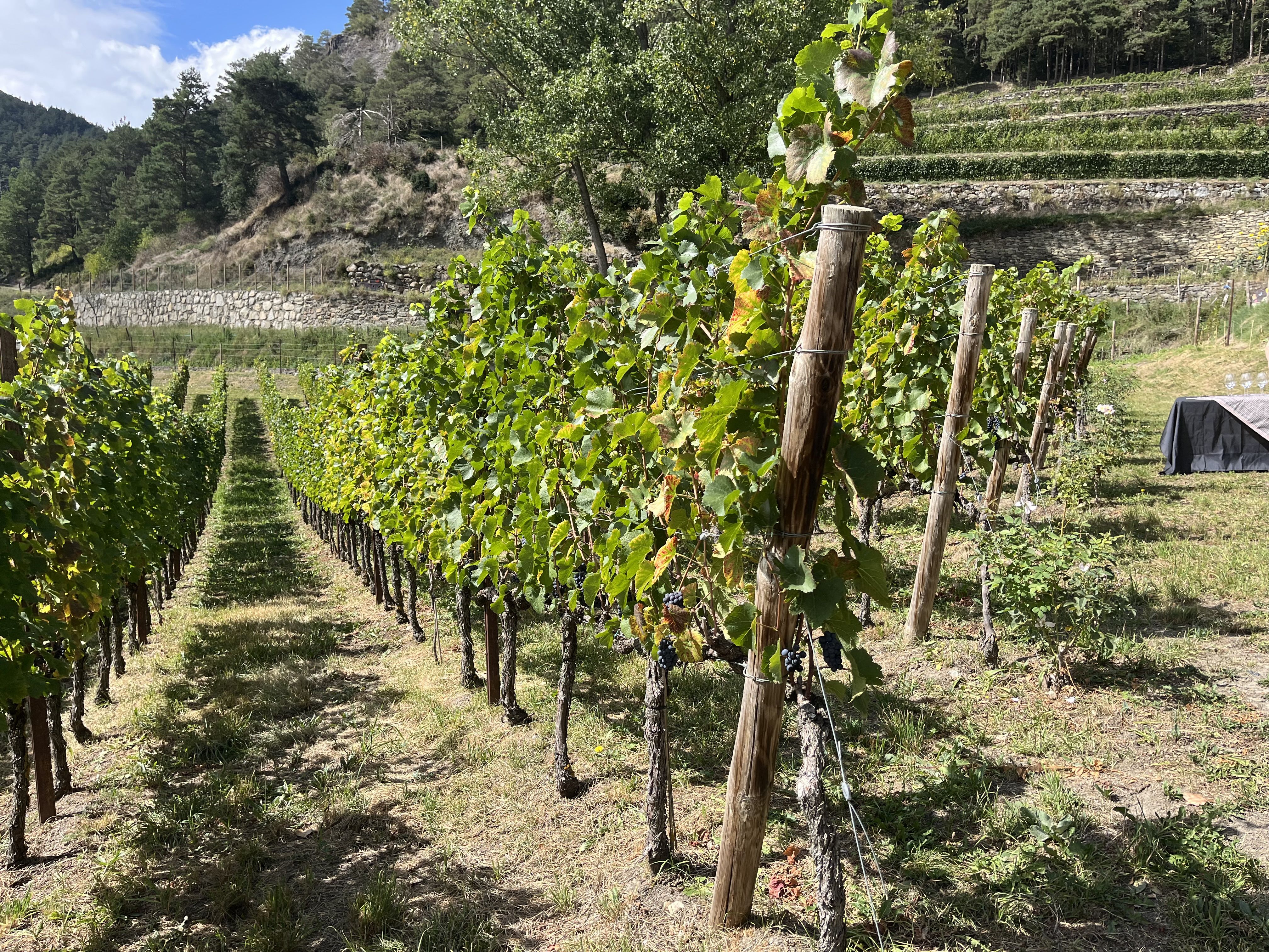 vinyes Casus Belli d'Ordino. La portaveu del Sindicat, Rebeca Bonache.