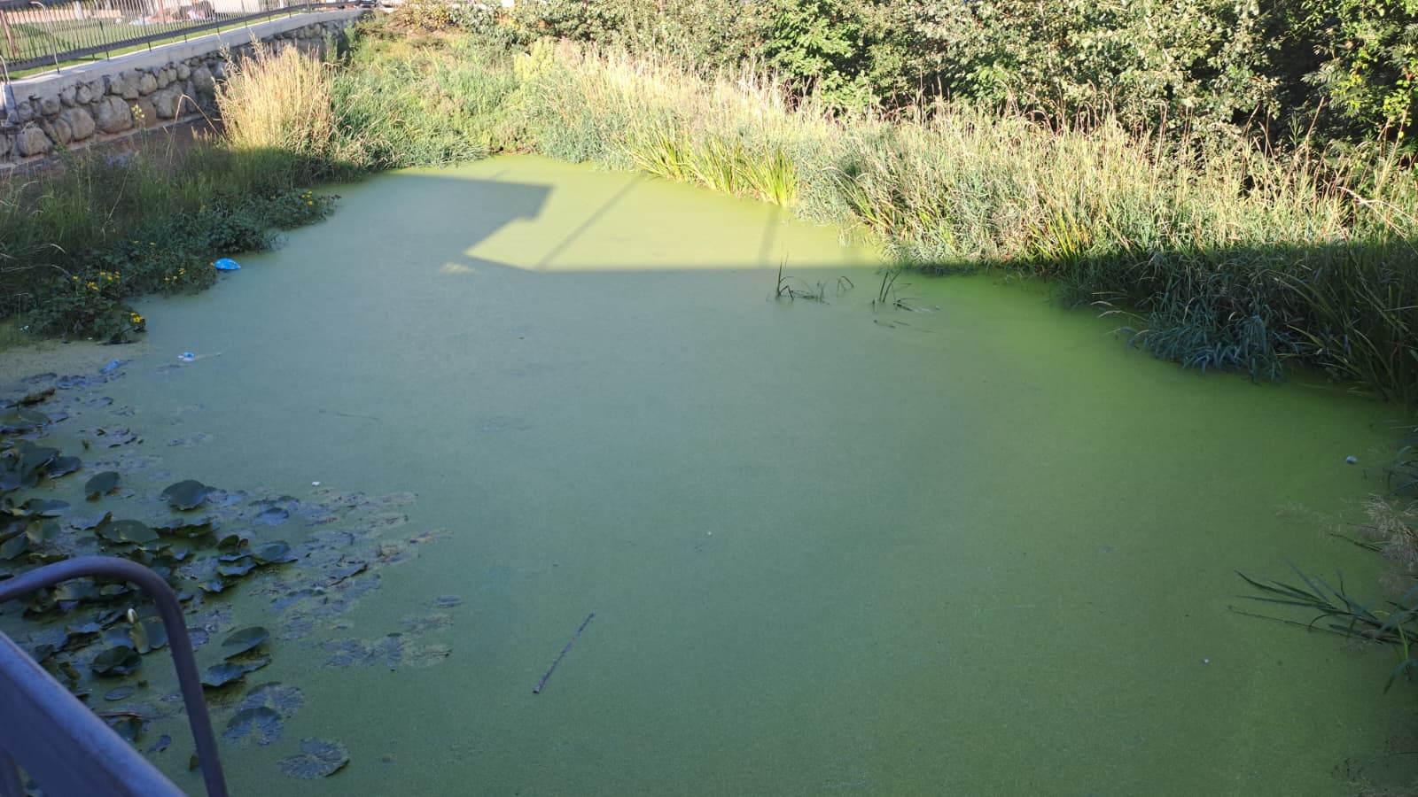 La llacuna del parc de l'Ossa ara fa uns dies.