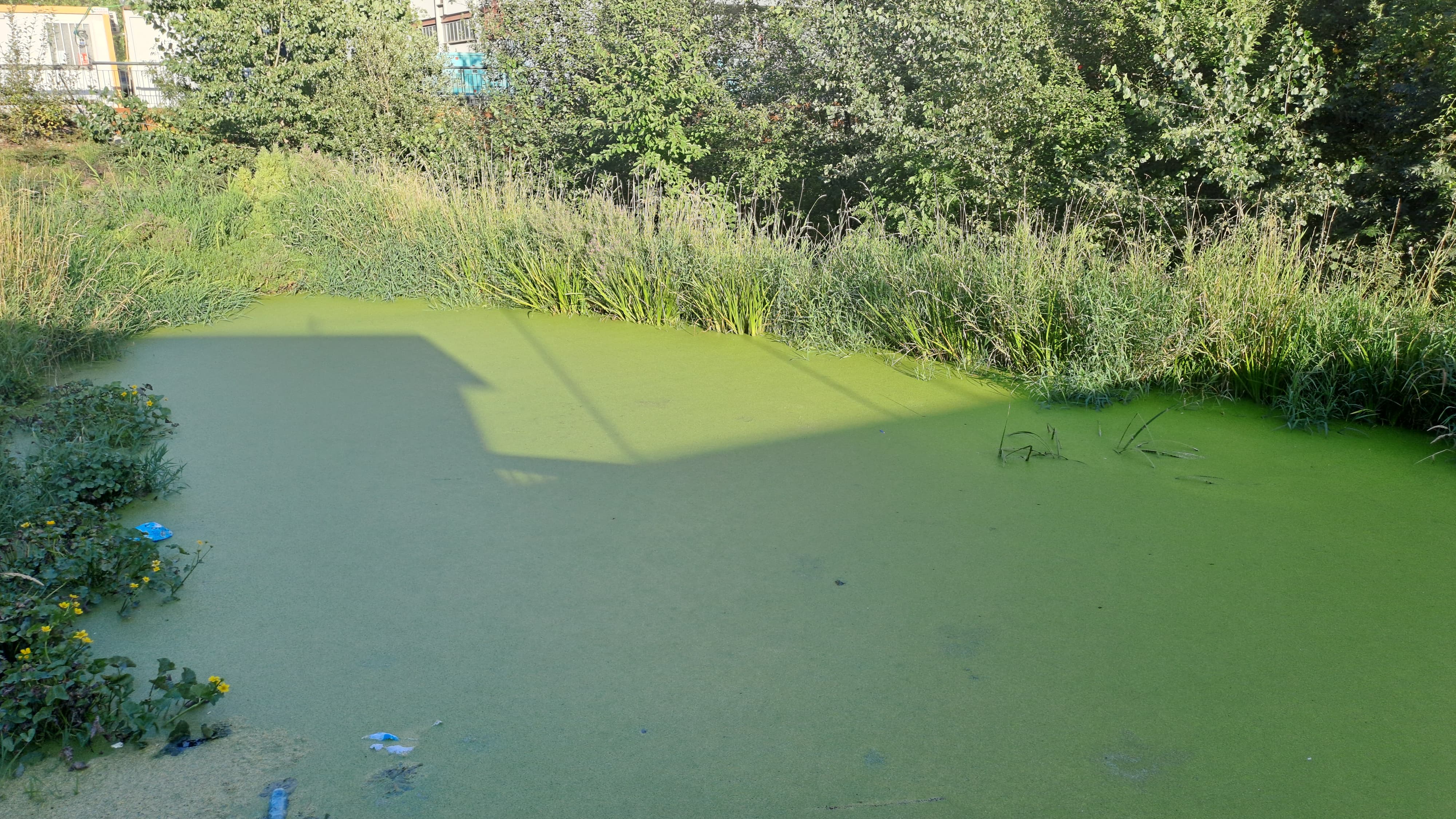 Estat de la llacuna del Parc de l'Ossa.