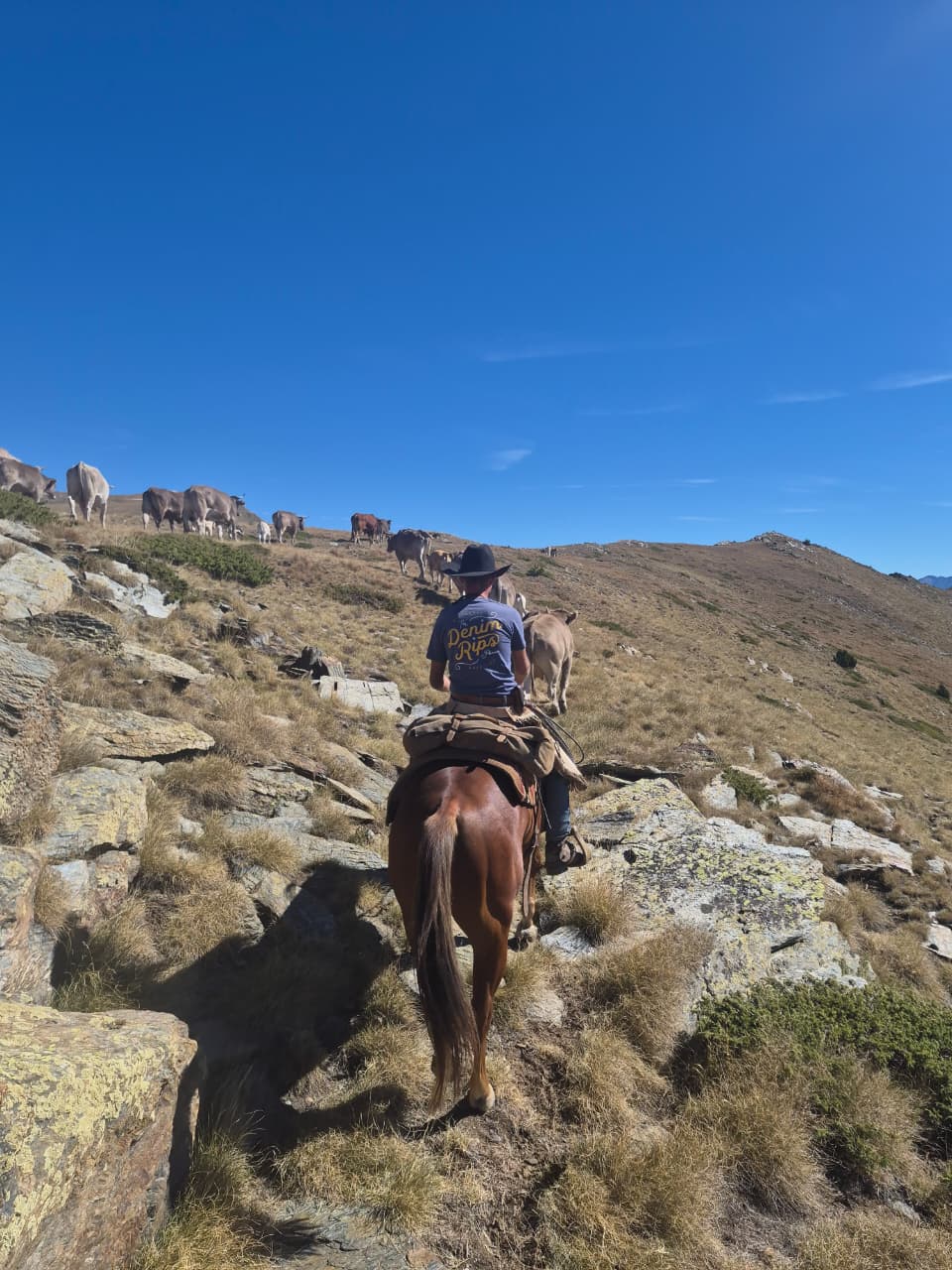 Les vaques de ruta per la muntanya amb els cavalls. Les vaques de ruta per la muntanya amb els cavalls.