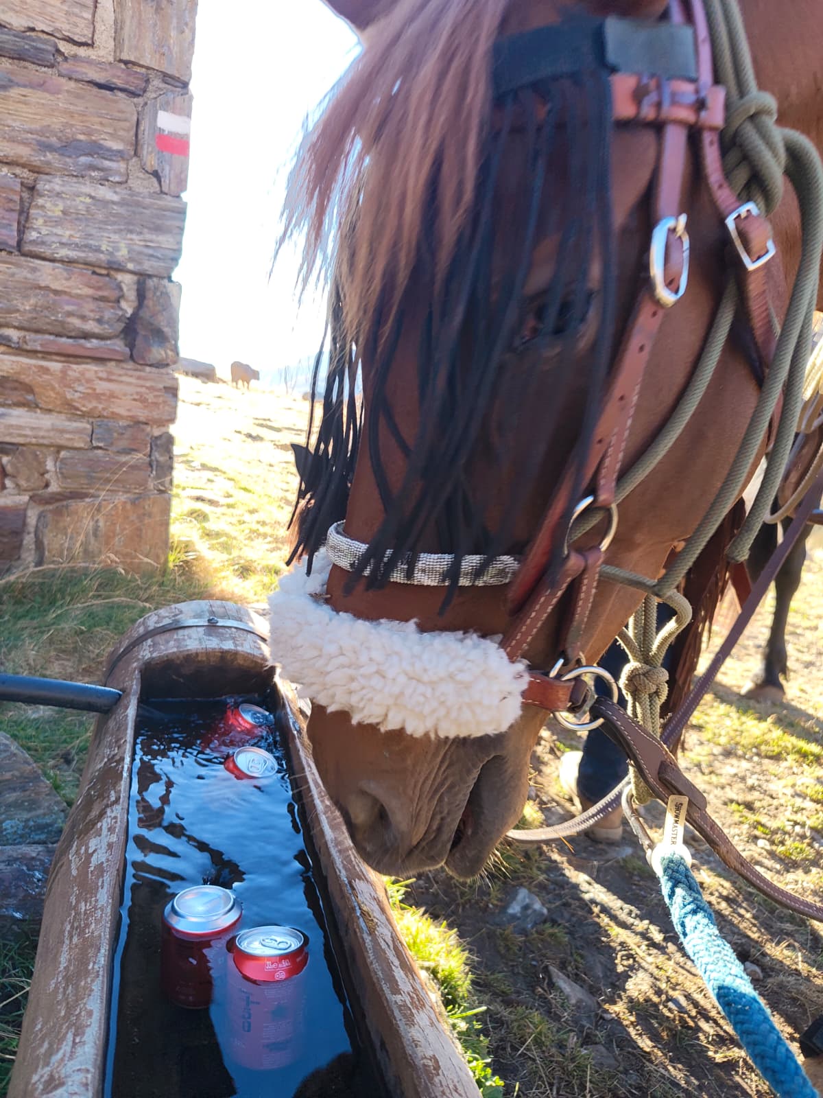 Hidratació també pels vaquers (i potser pels cavalls). Hidratació també pels vaquers (i potser pels cavalls).