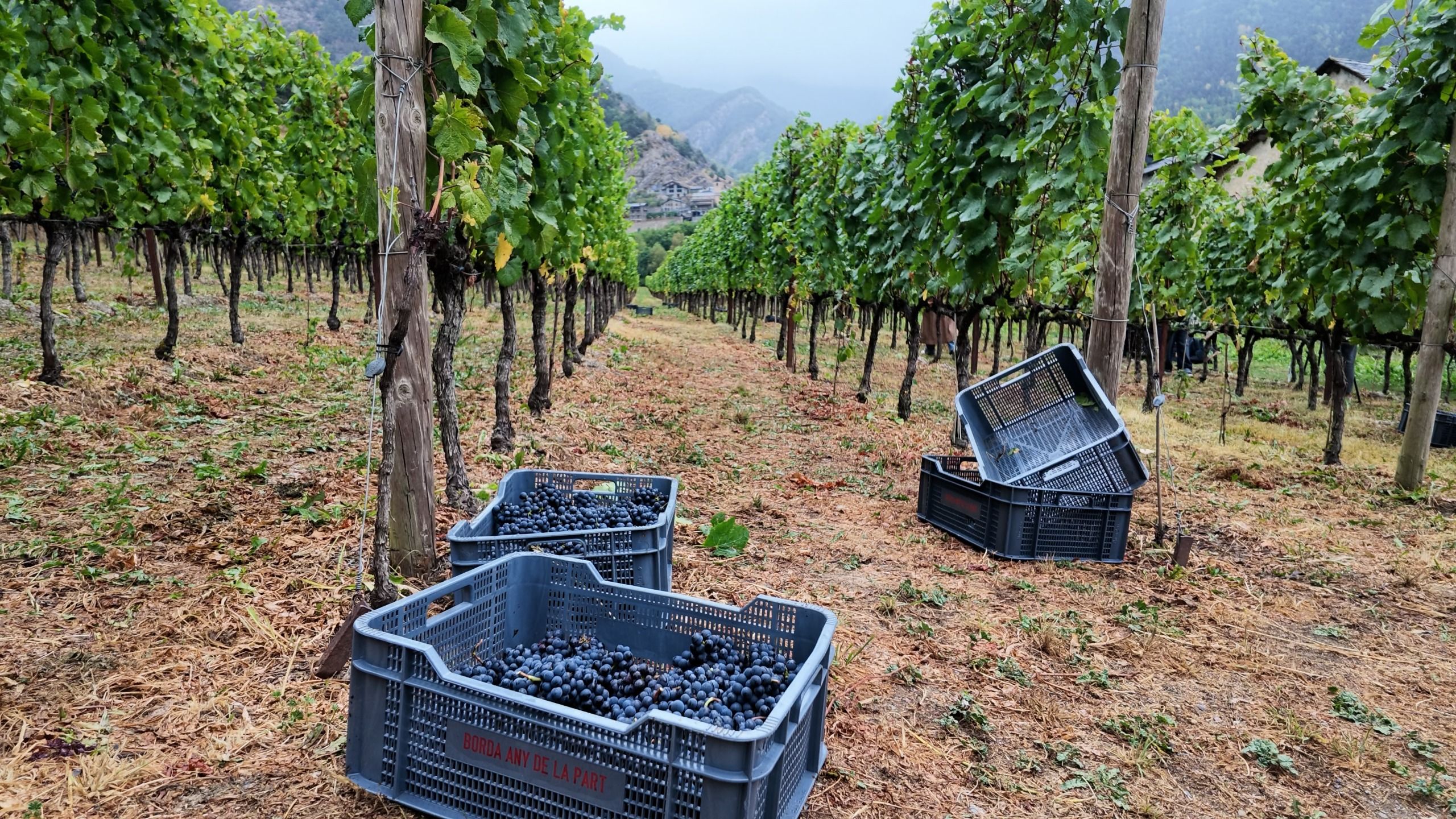 Vinyes a Ordino