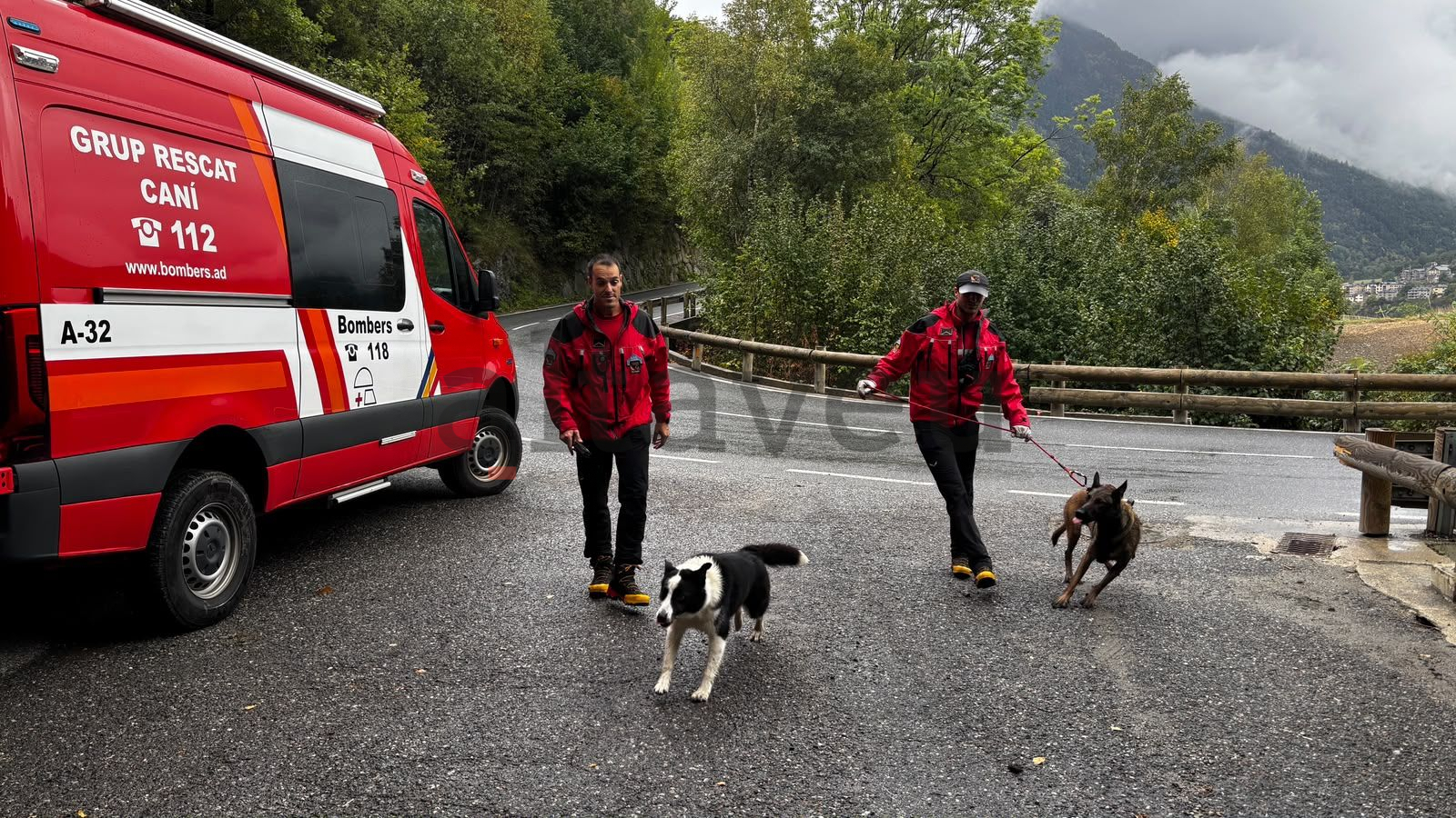 Dos guies canins dels bombers a punt d'endinsar-se al bosc.