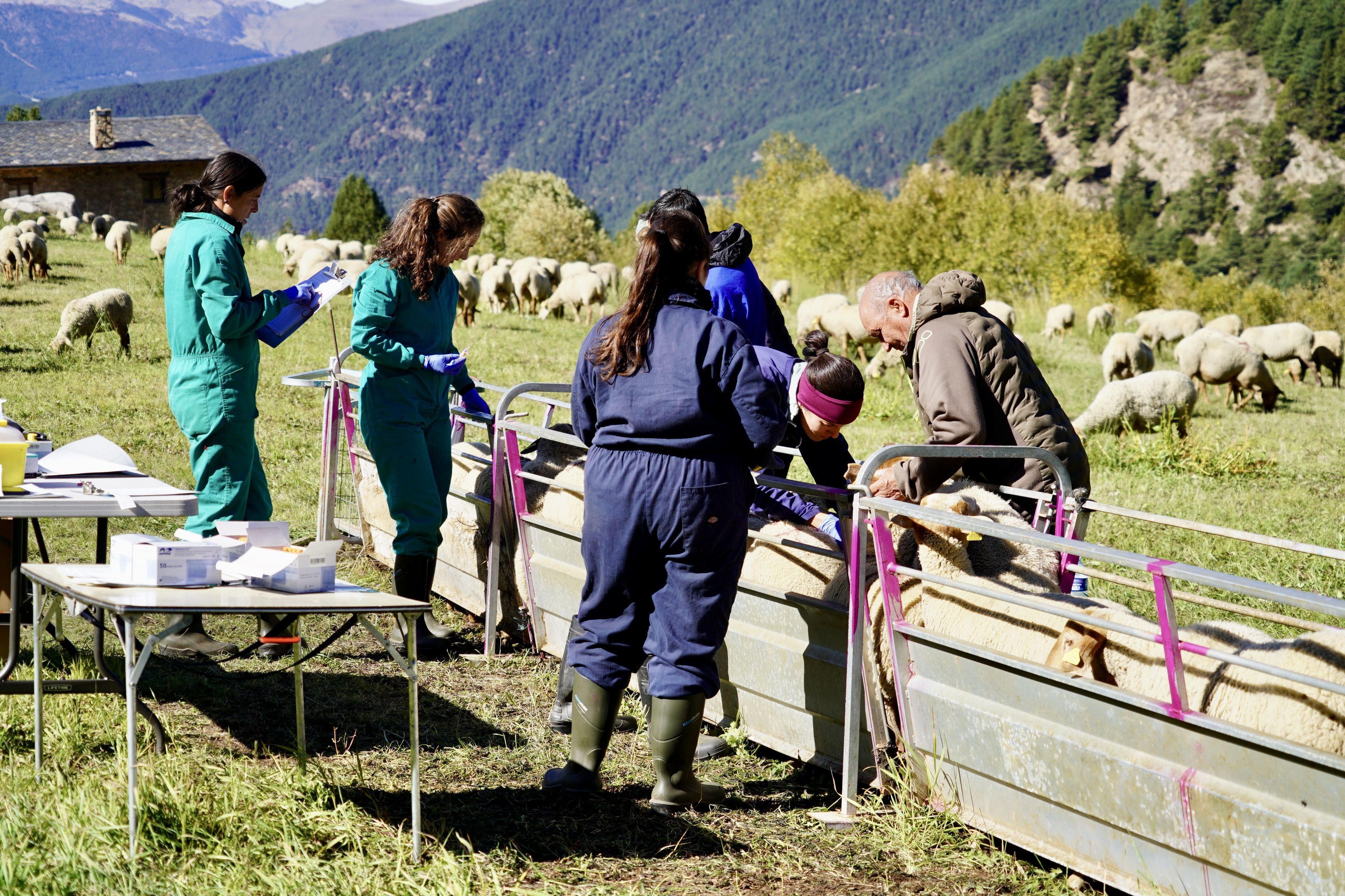 Sanejament d'ovelles als Cortals d'Encamp.