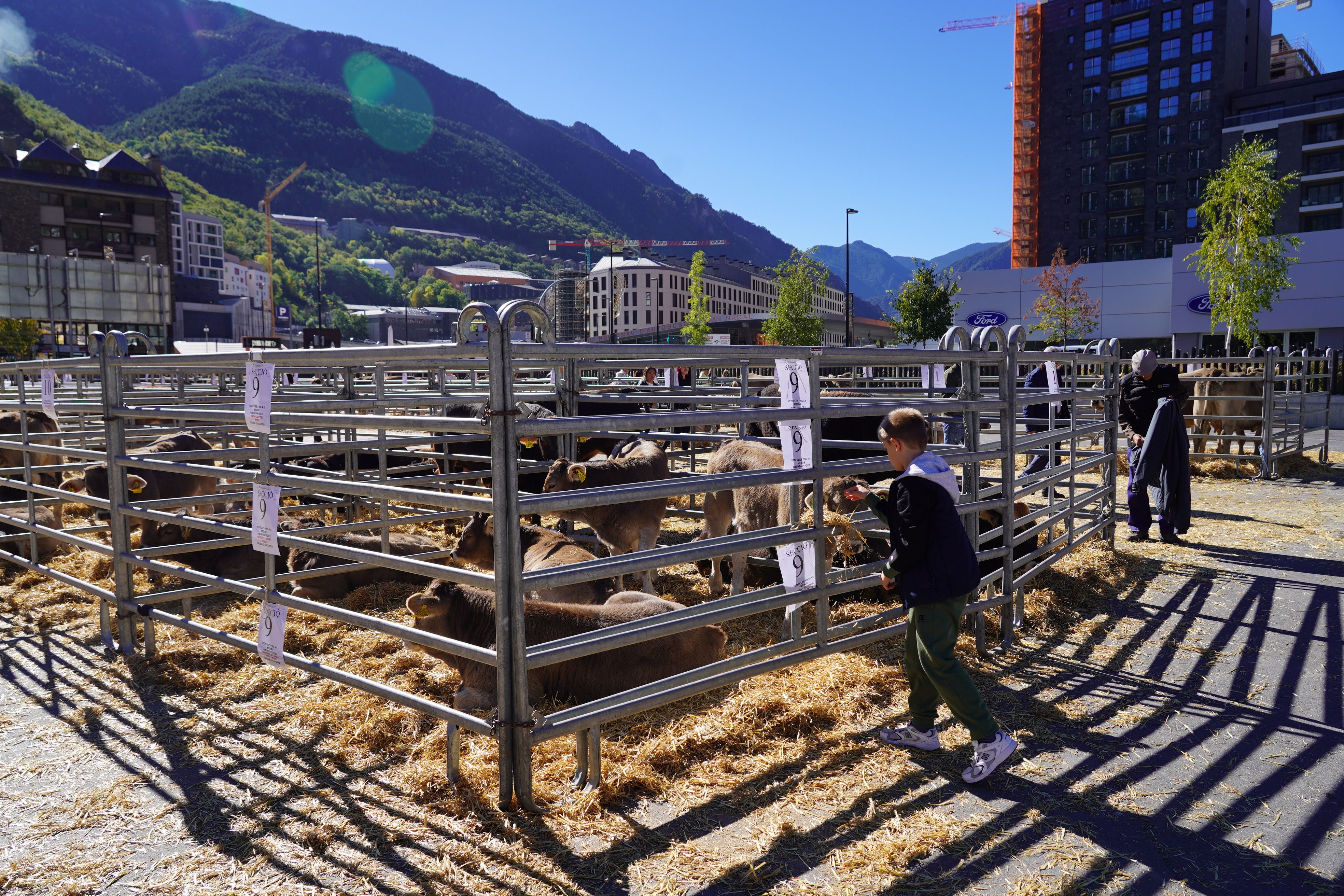 Un nen intenta donar farratge a un dels animals exposats.