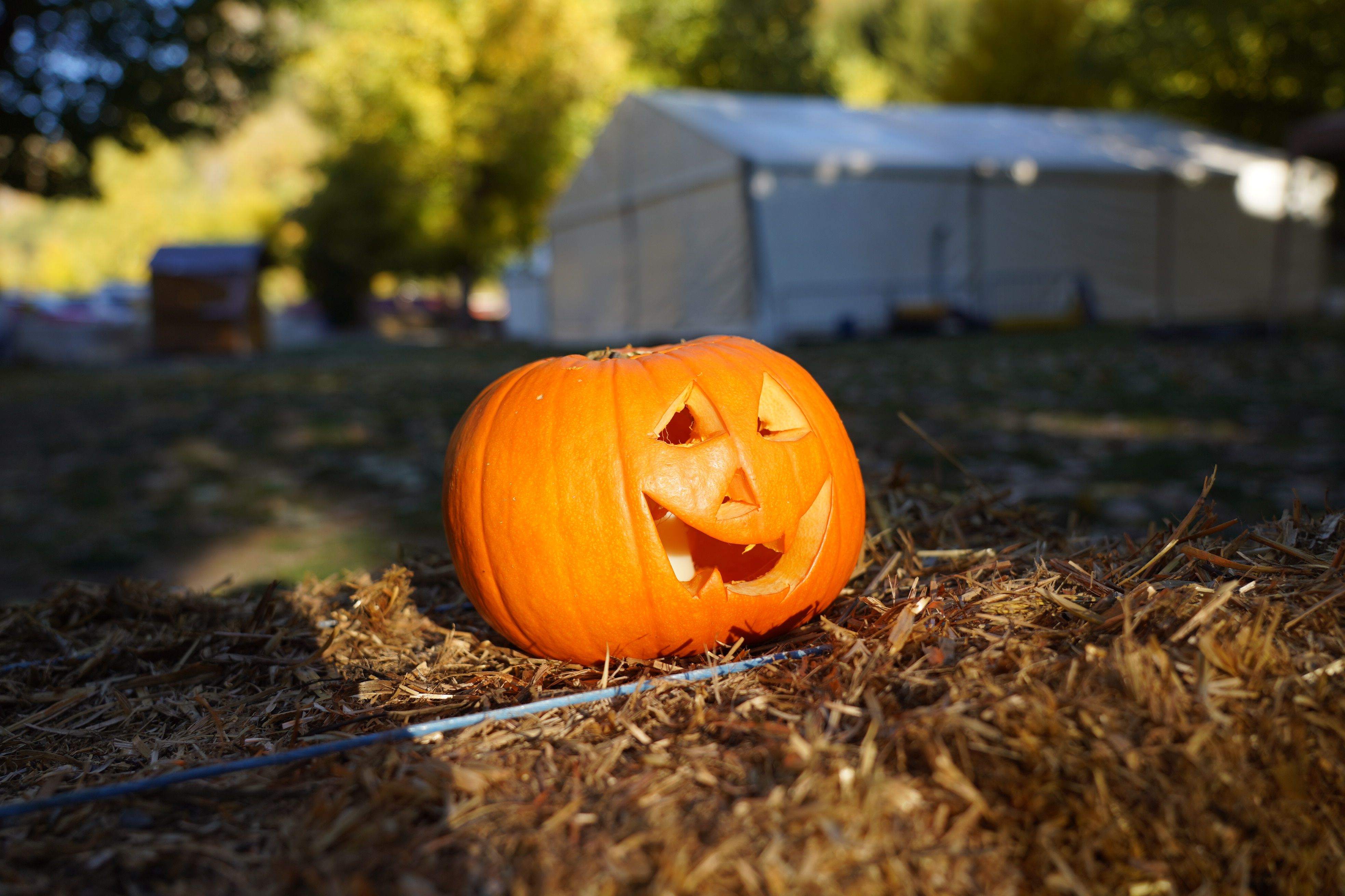 Una carabassa de halloween. Una carabassa de halloween.