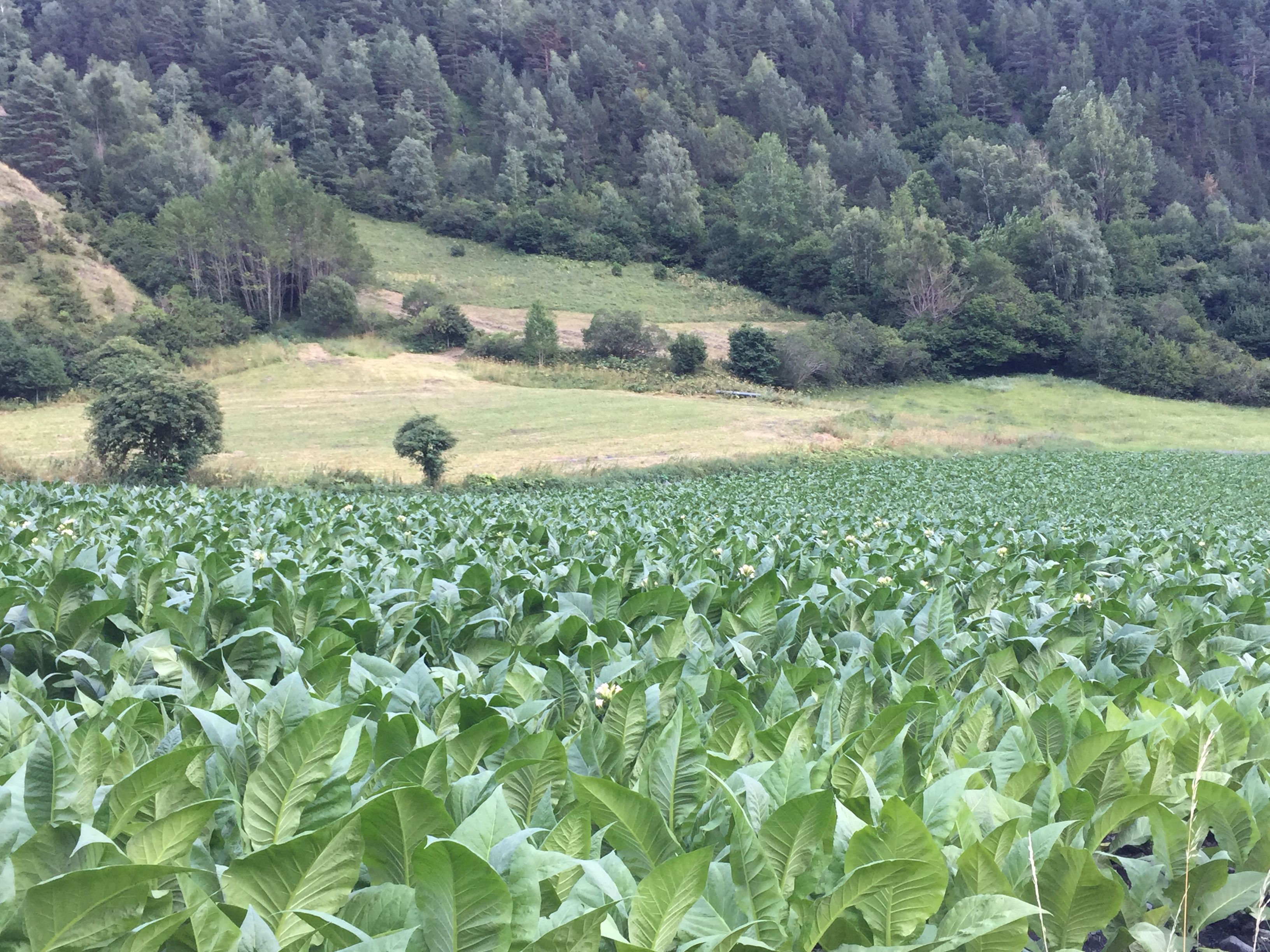 Un camp de tabac a la vall d'Ordino. Un camp de tabac a la vall d'Ordino.