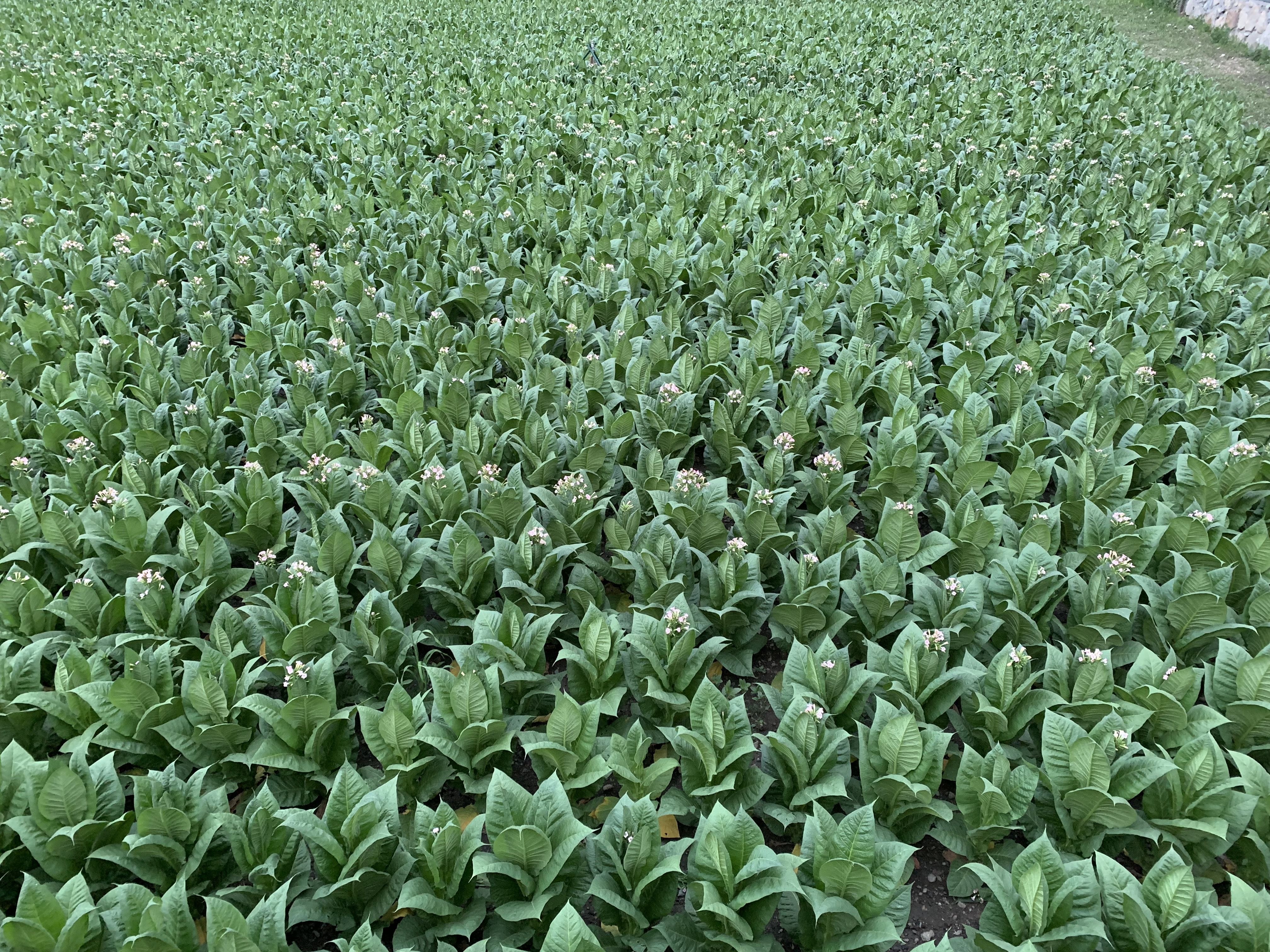 Un camp de tabac la temporada passada. Un camp de tabac la temporada passada.