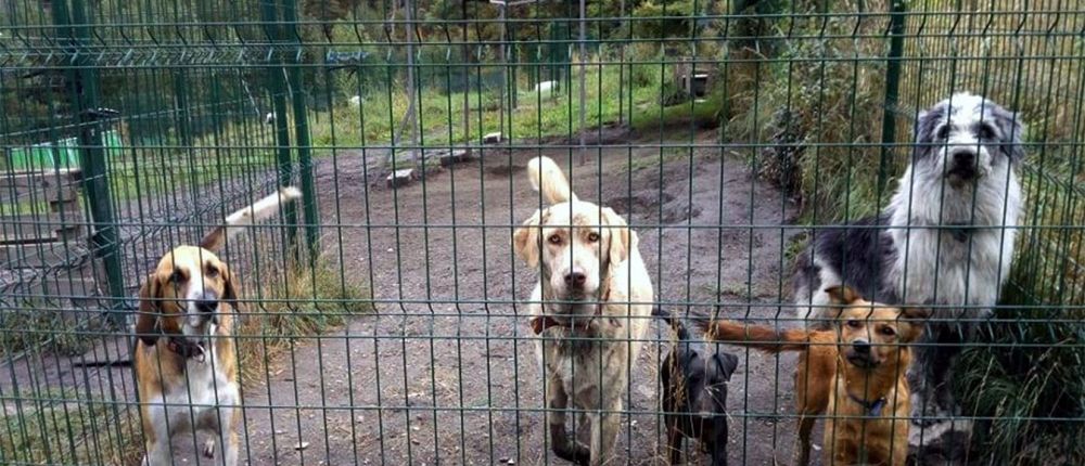 Gossos a la gossera de la Borda Vidal. Gossos a la gossera de la Borda Vidal.