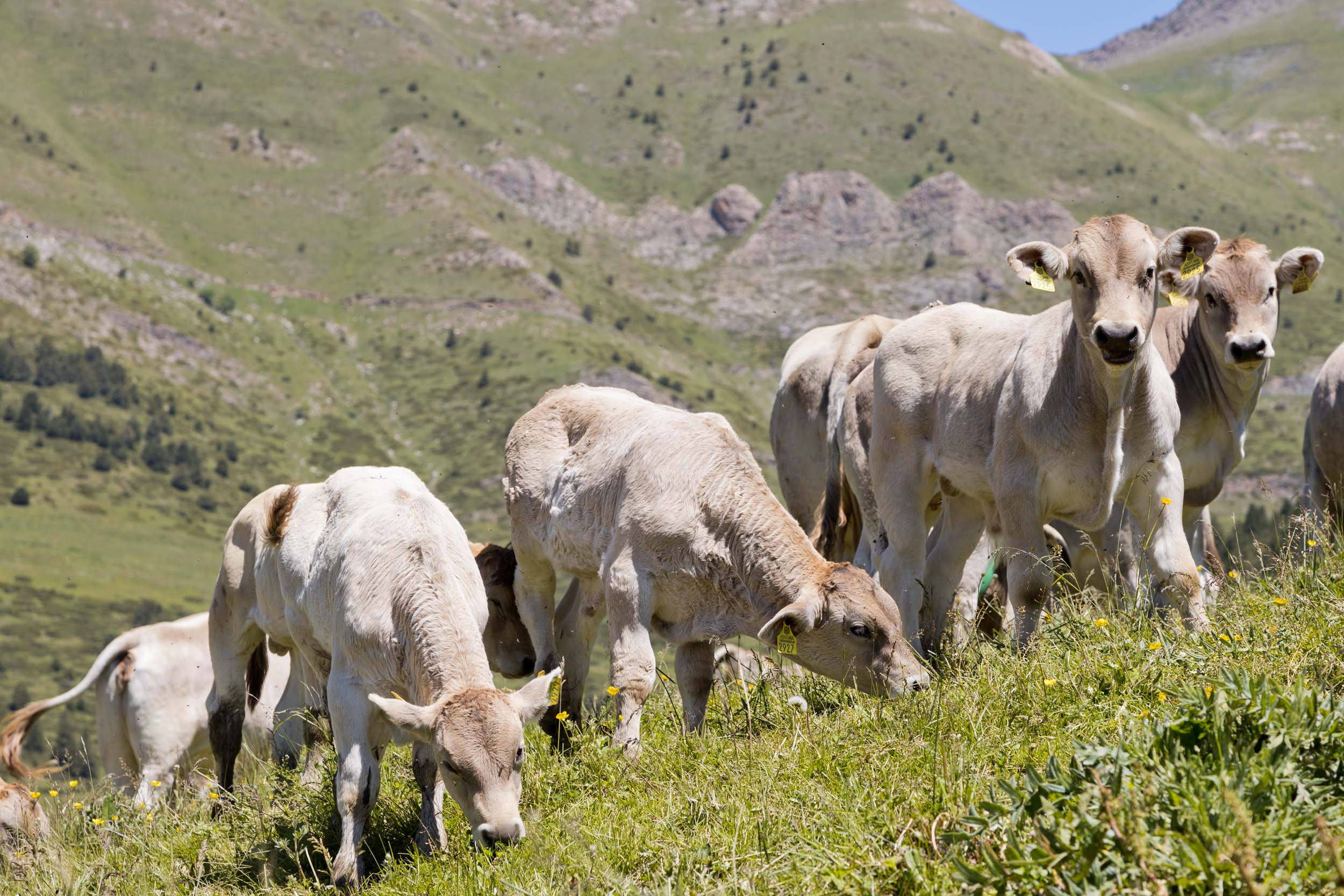 Benedicció a Setúria amb 356 caps de bestiar ovins i equins - Altaveu ...