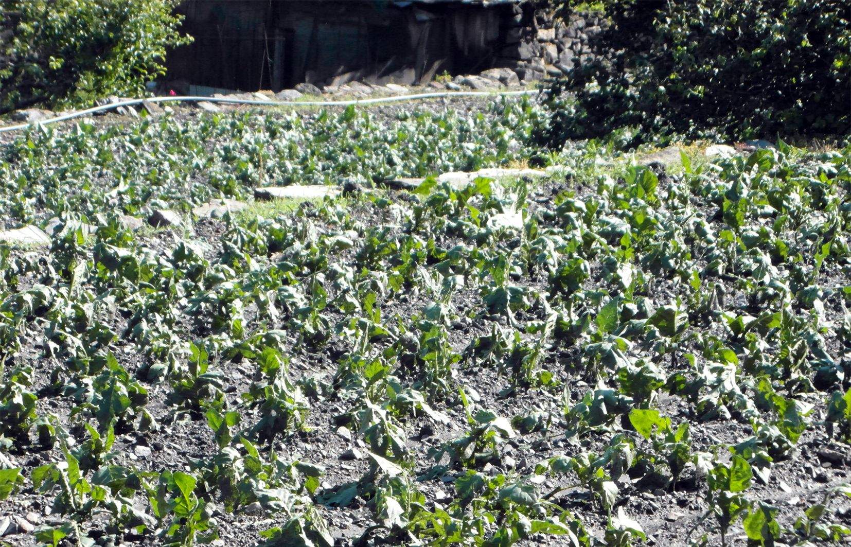 Un camp de tabac a la carretera de la Rabassa.