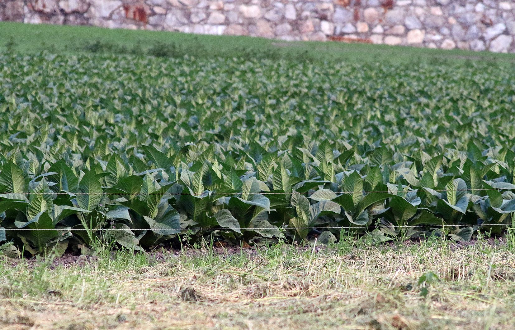 Un camp de tabac, no necessàriament 'malalt', aquest vespre de dijous. Un camp de tabac, no necessàriament 'malalt', aquest vespre de dijous.