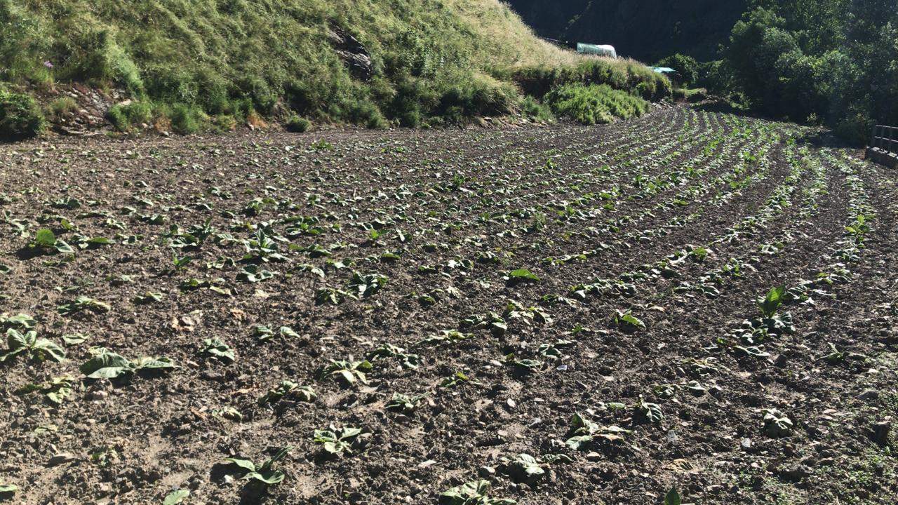 Un camp a Canillo altament afectat per l'impacte de la malaltia.