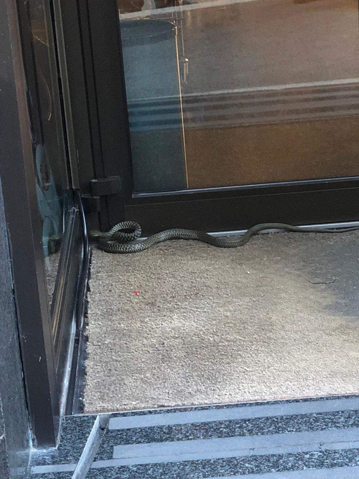 La serp, a la porta de la botiga.