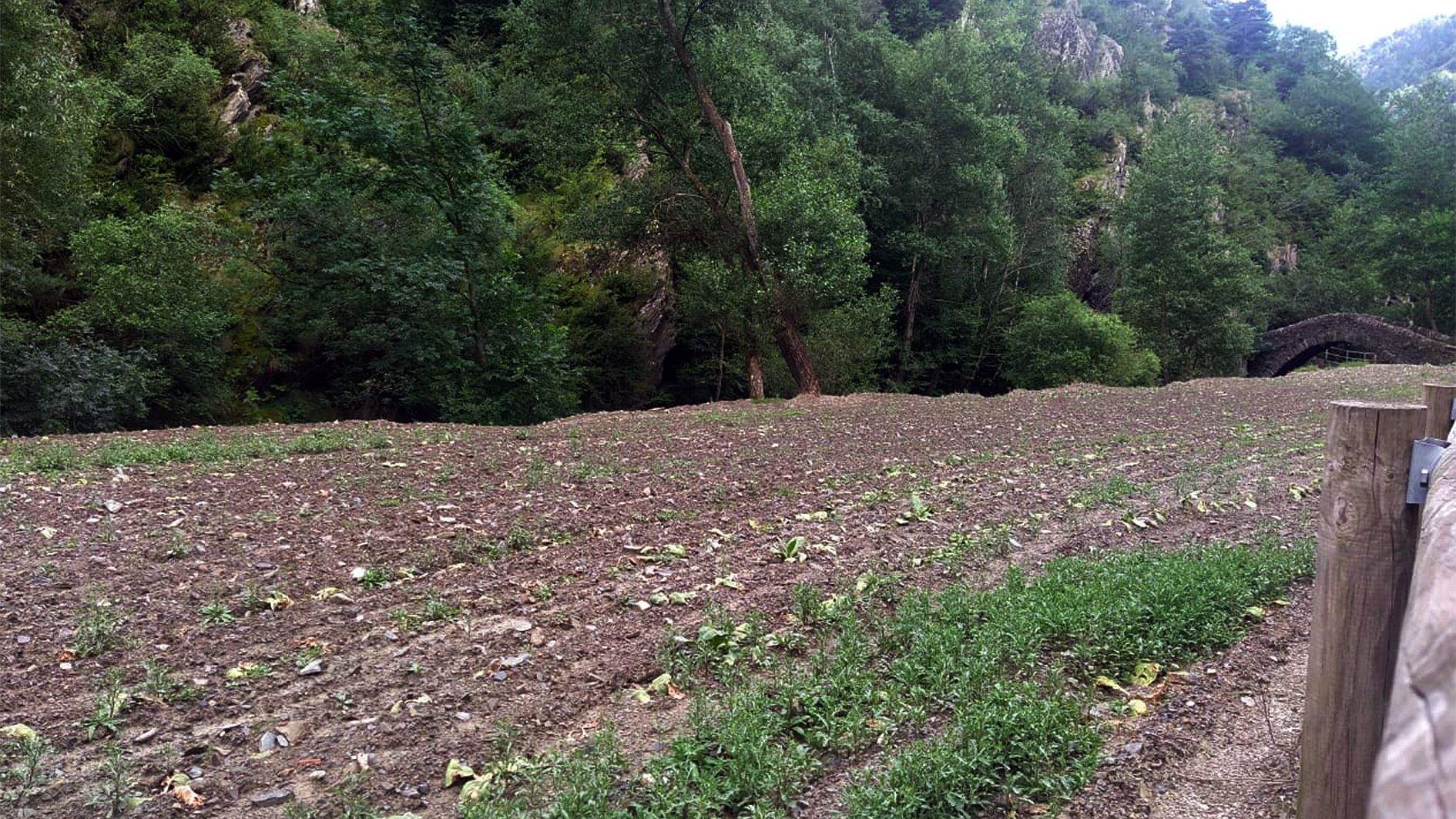 Un camp de tabac fa uns dies a la Massana, amb les plantes sense pràcticament haver ni arrelat.