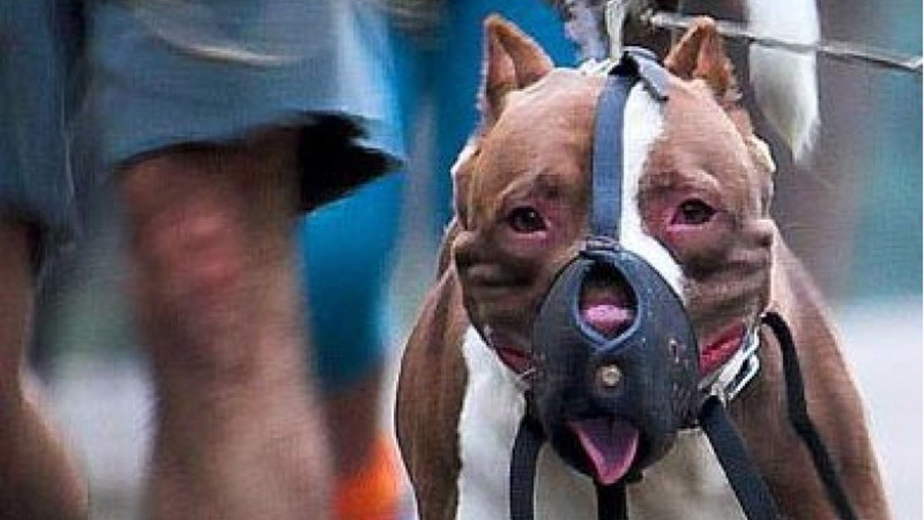 La llei obligarà a fer una formació prèvia per poder ser propietari d'un gos perillós.