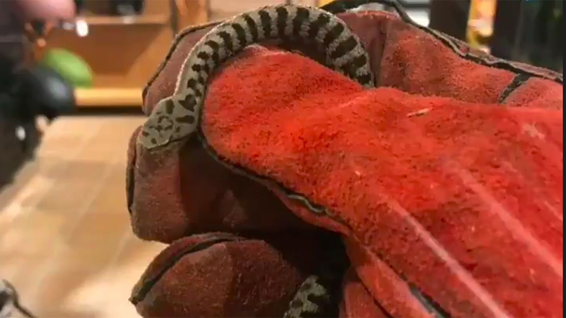 La colobra damunt d'una peça de roba de l'establiment on s'ha recuperat.