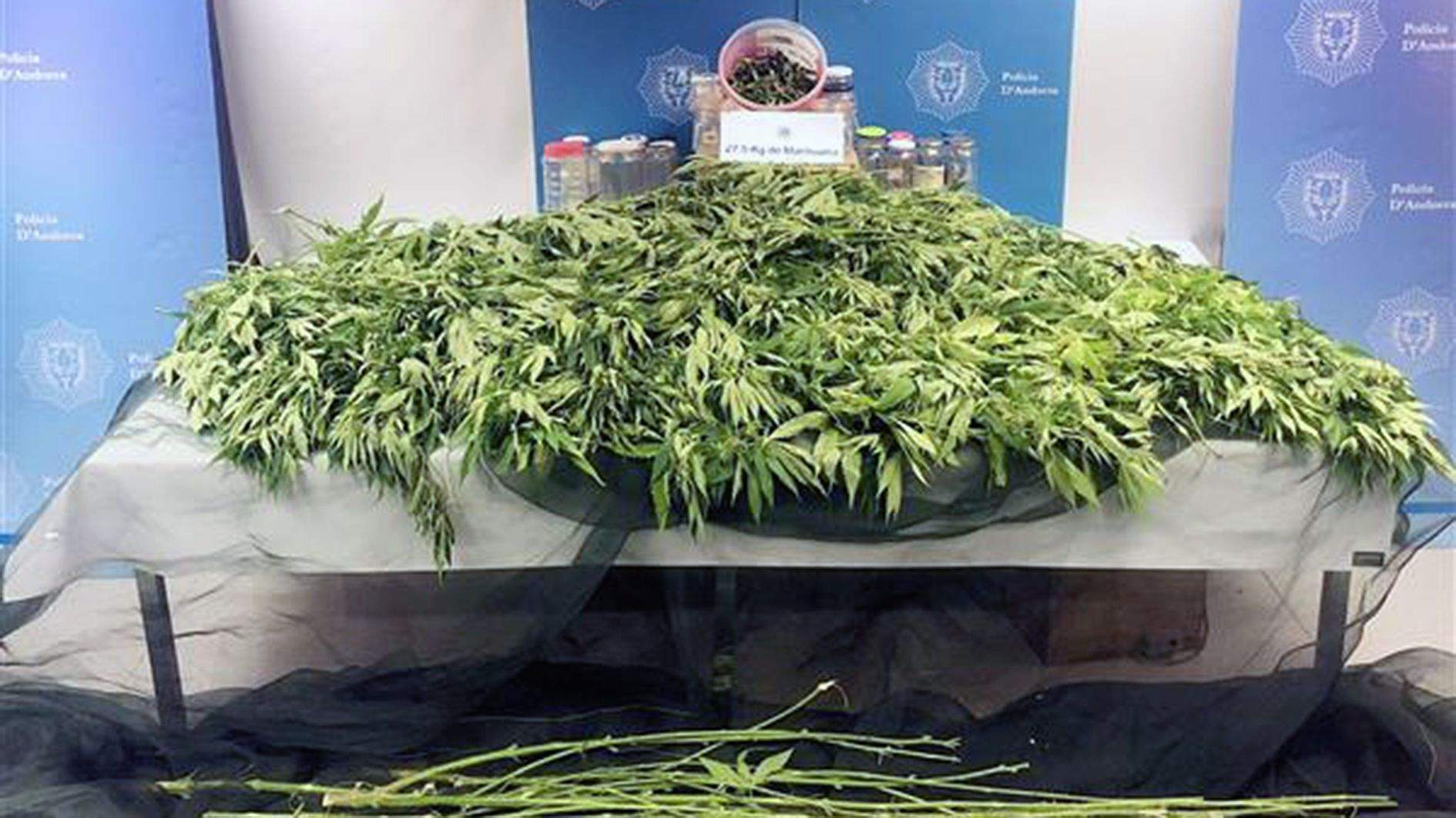 La marihuana comissada al seu dia.