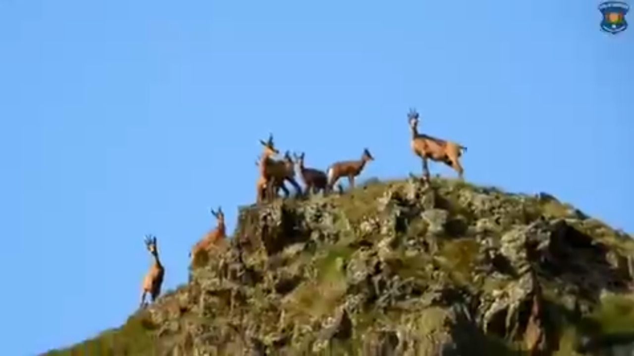 Un grup d'isards localitzat pels banders. Un grup d'isards localitzat pels banders.