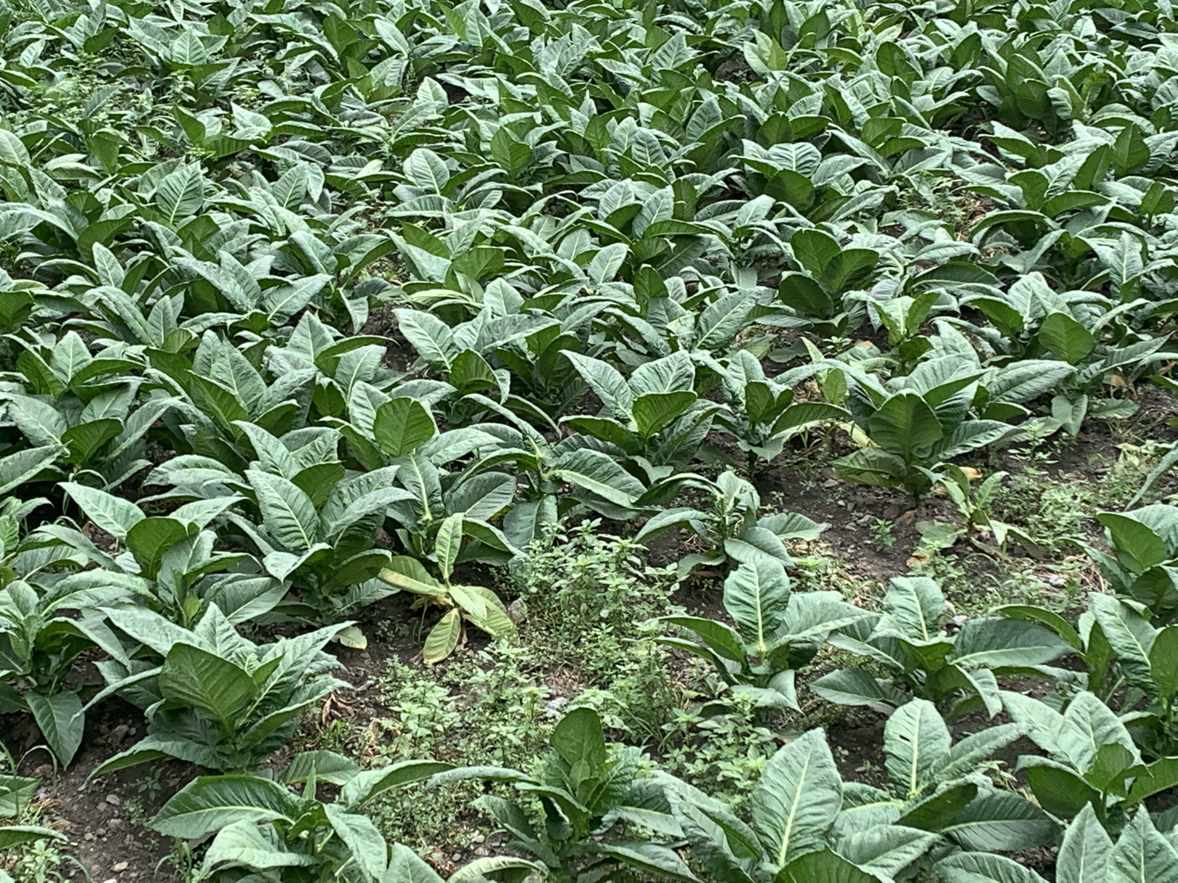 Camp de tabac, avui, amb algunes clapes producte de la mort de plantes.