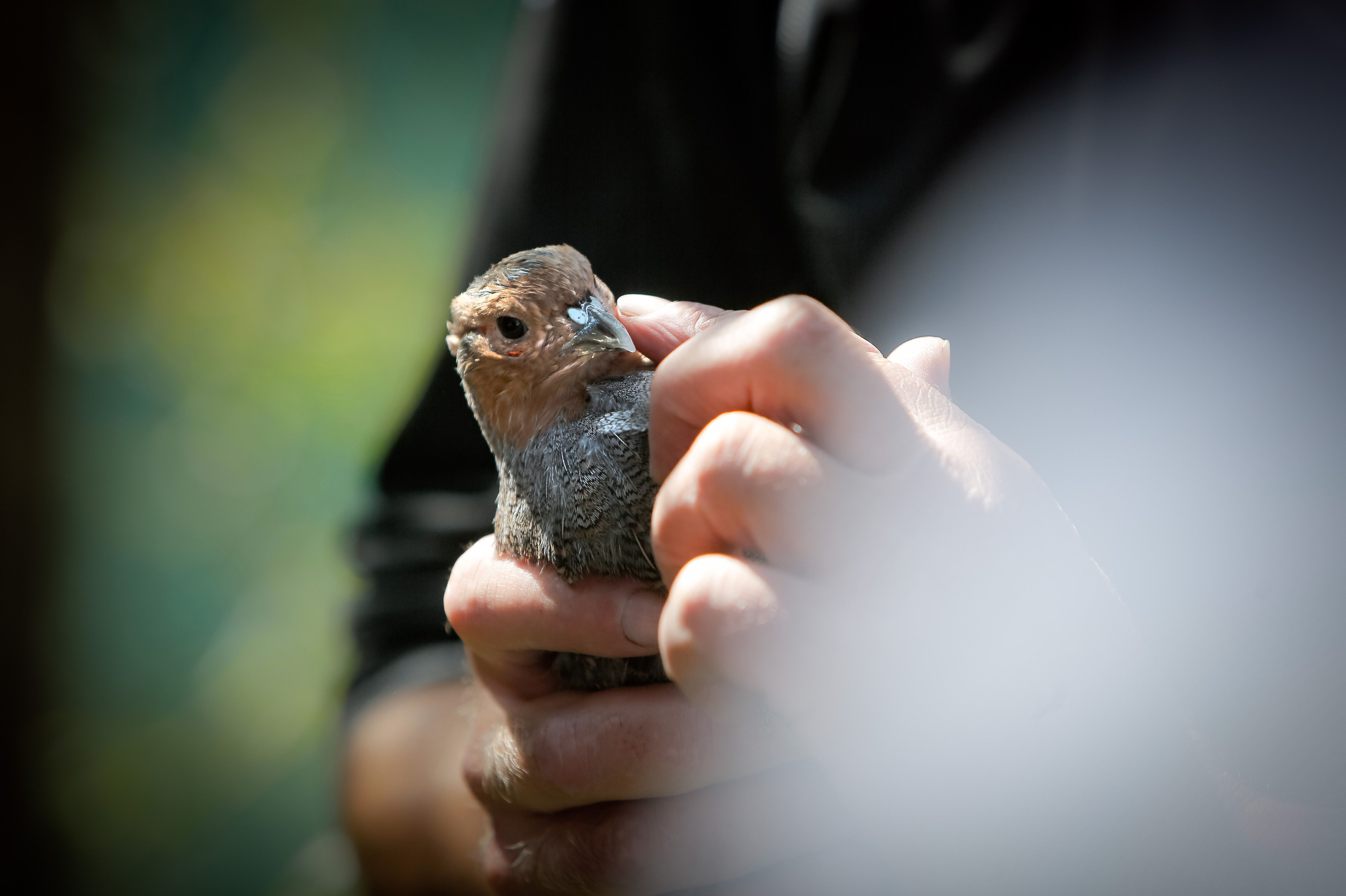 Una de les perdius xerres del centre.