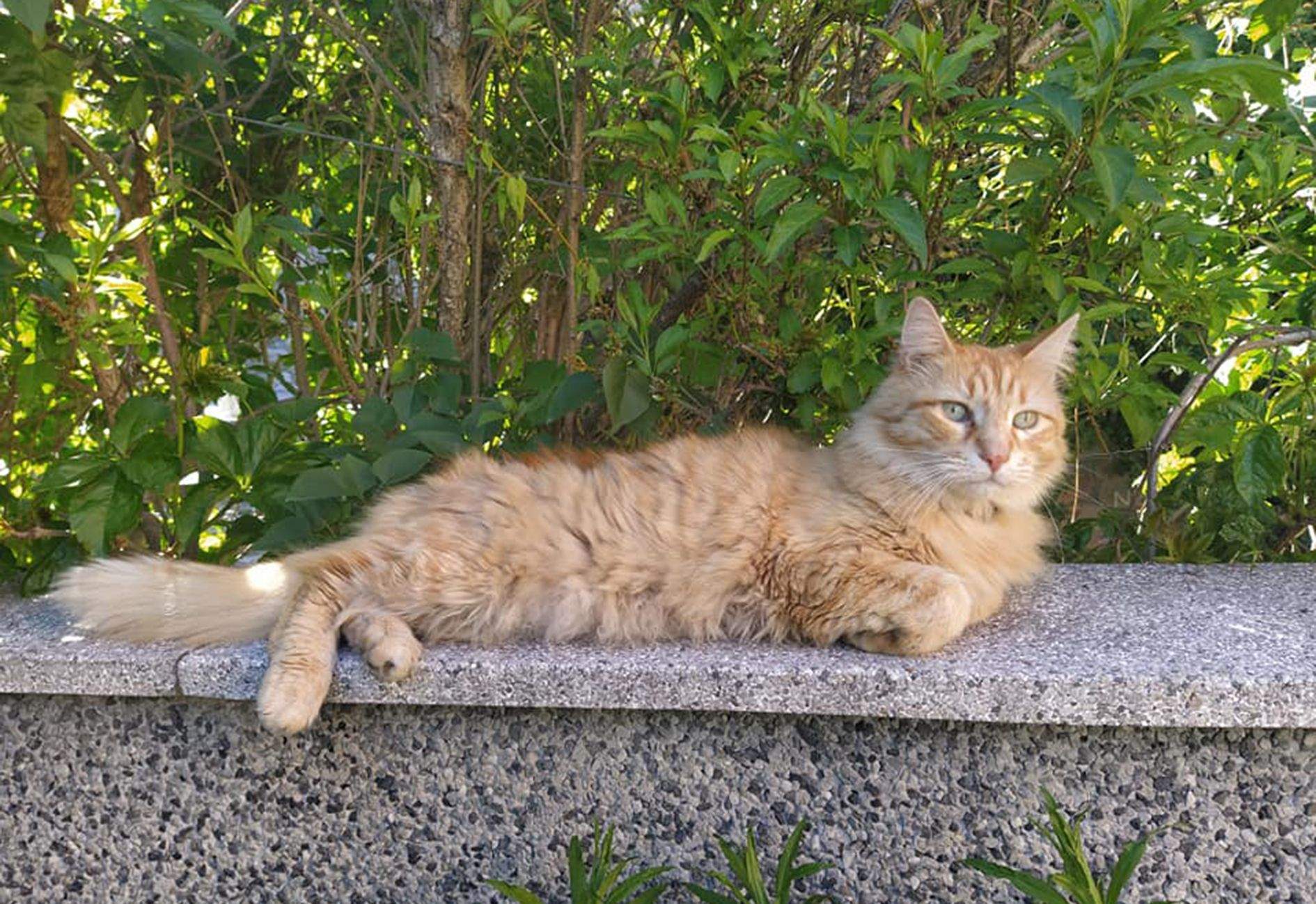 Un dels gats desapareguts. Un dels gats desapareguts.