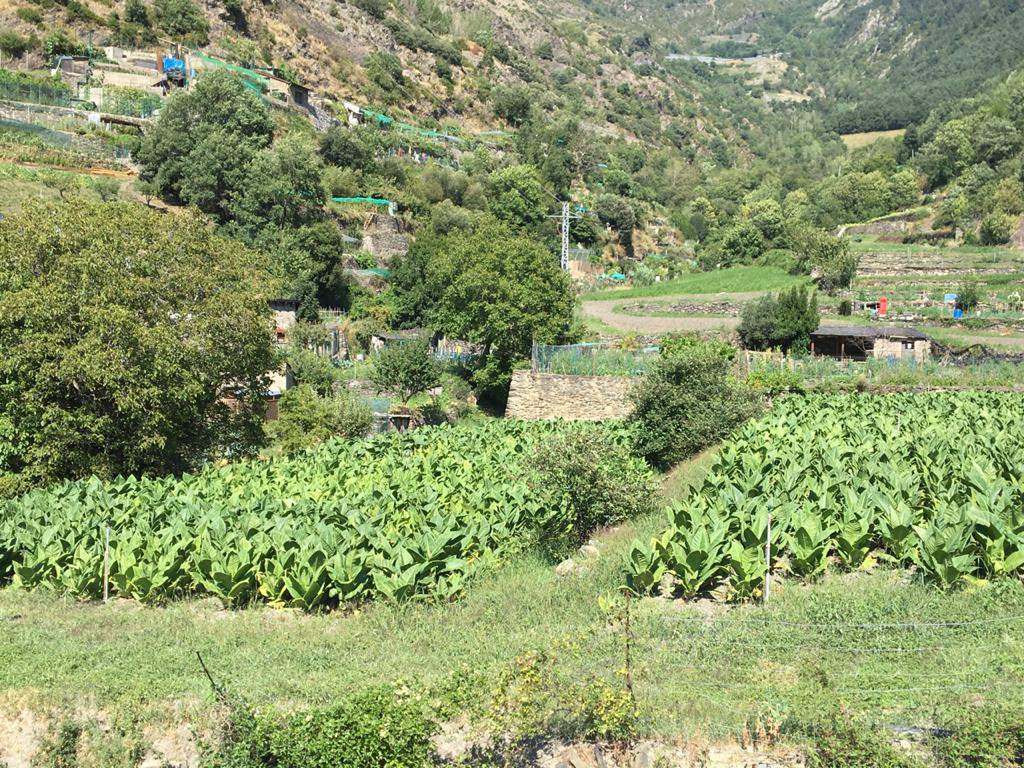 La zona dels Horts del Riu seria candidata a acollir camps de futbol.