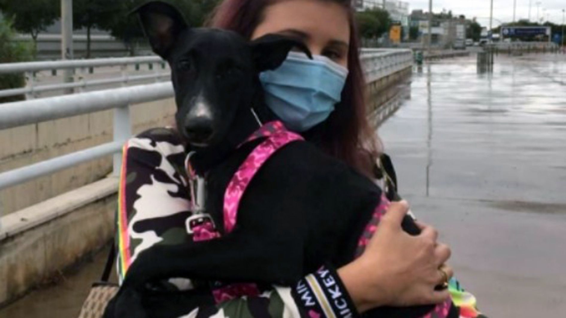 Una imatge de Nube, una galgo que ara té cinc mesos i està perduda des del 2 de setembre.