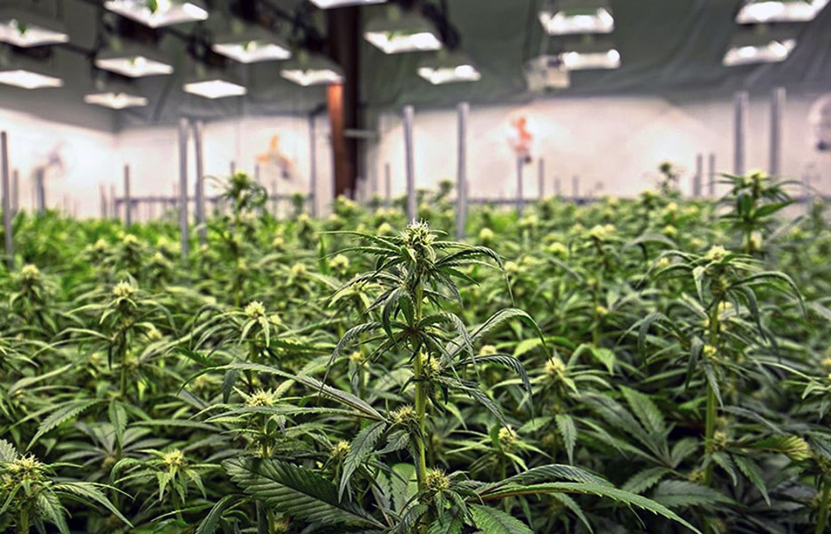 Una plantació de cànnabis 'medicinal'.