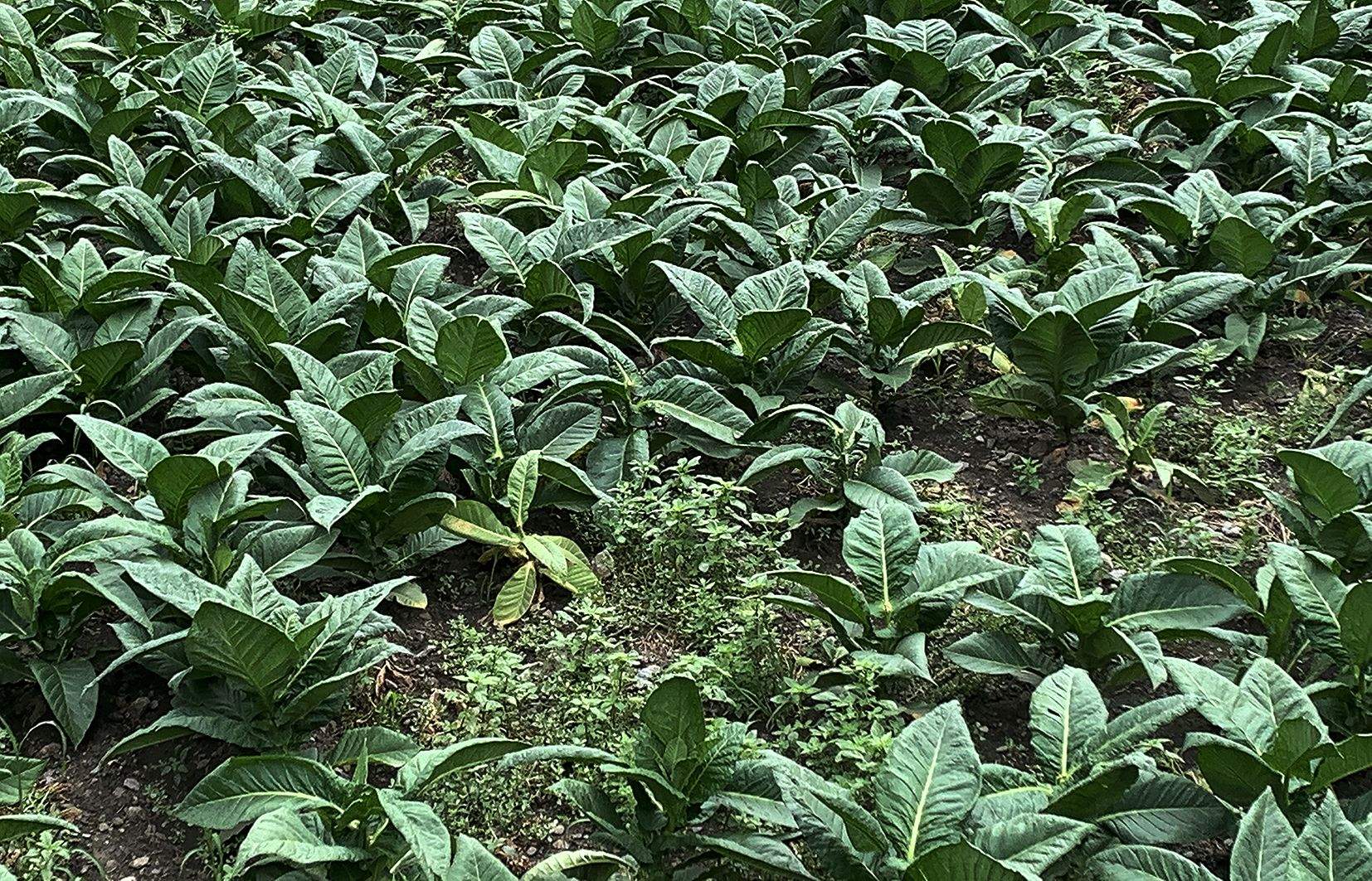 En molts camps de tabac s'hi han observat aquest estiu 'clapes' degudes a les plantes que no han tingut una bona evolució per culpa del fong.