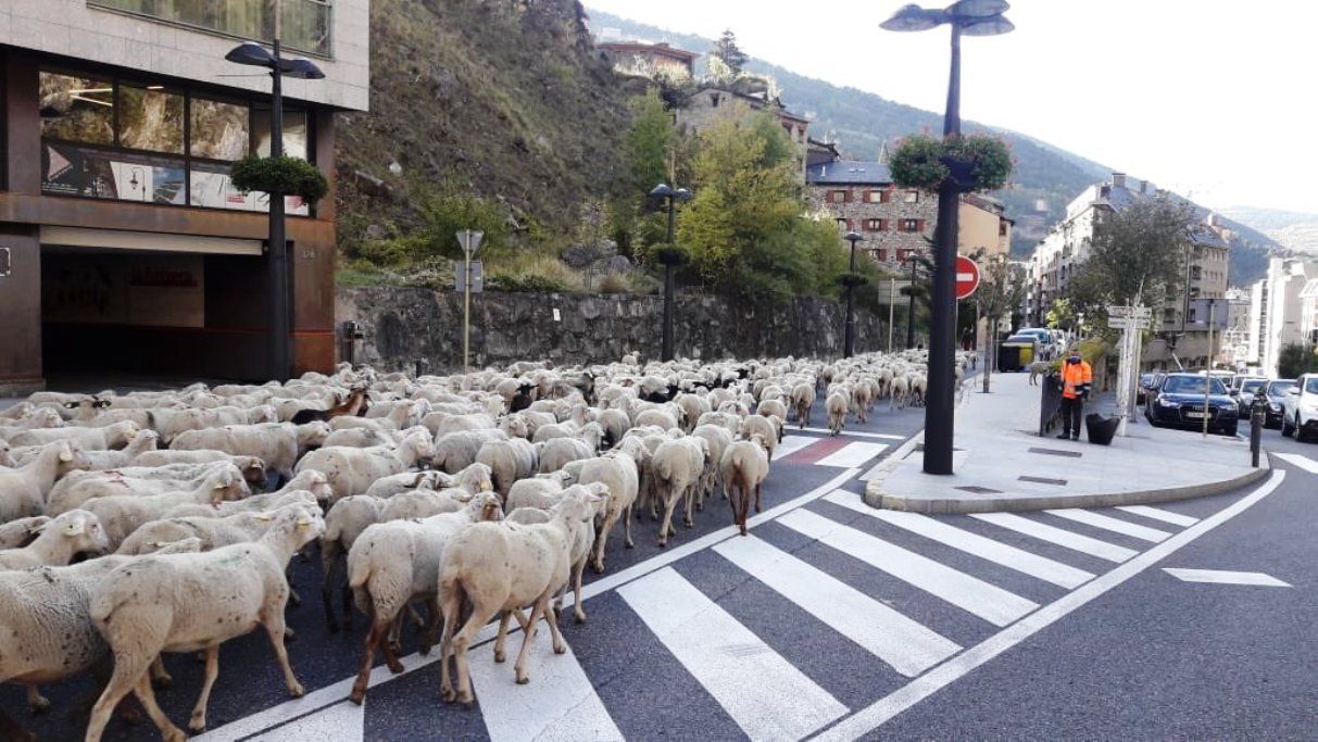 El ramat al seu pas per les Arades a Sant Julià de Lòria.