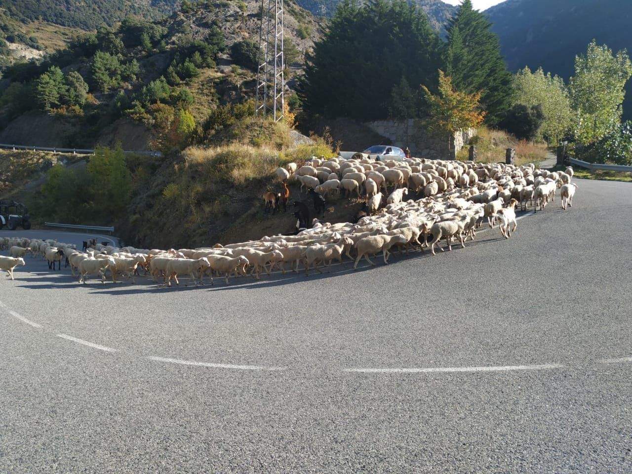 El ramat a Terra Bogada.