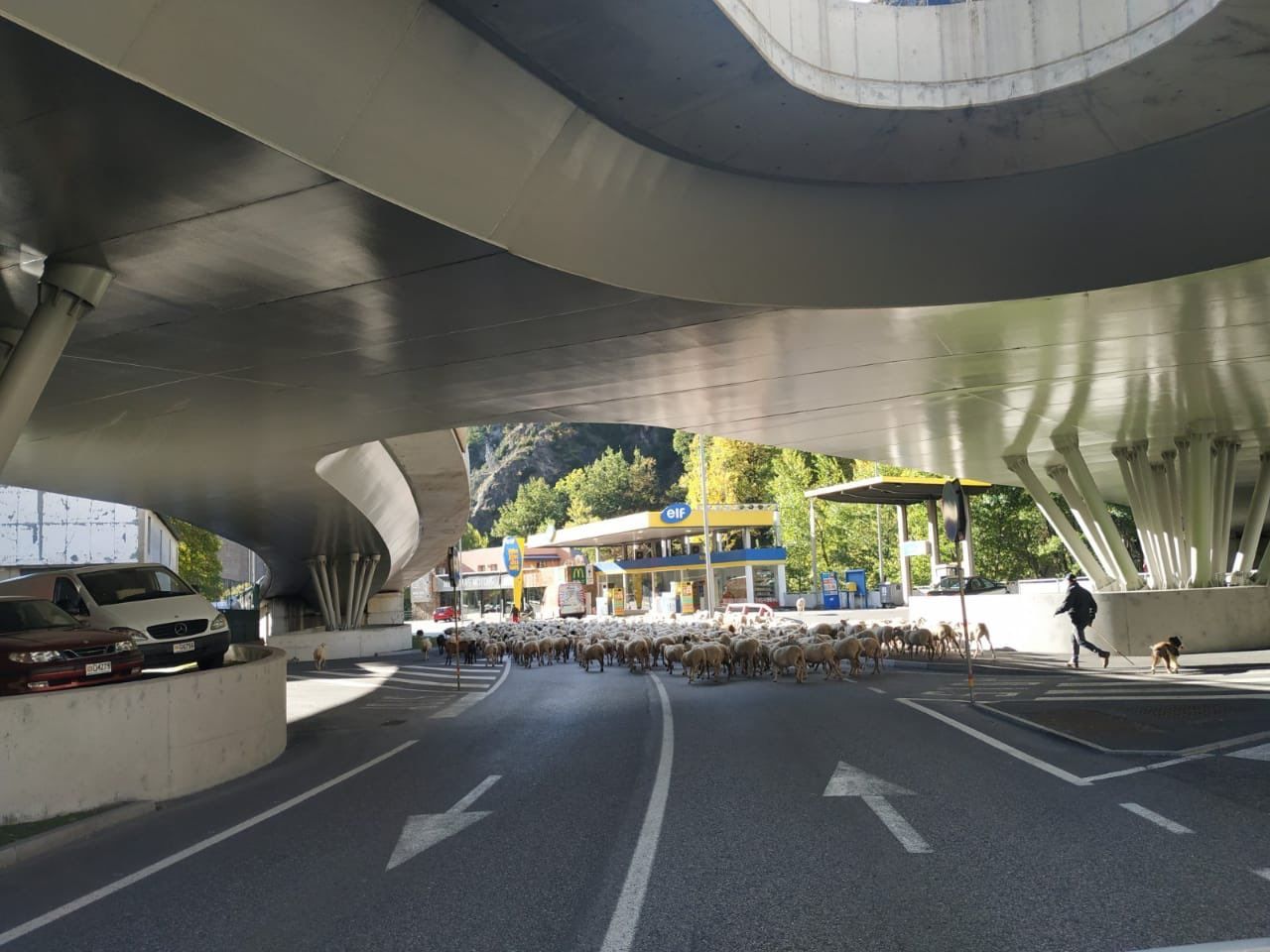 Les ovelles han passat per sota el pont que enllaça amb el túnel de la Tàpia.