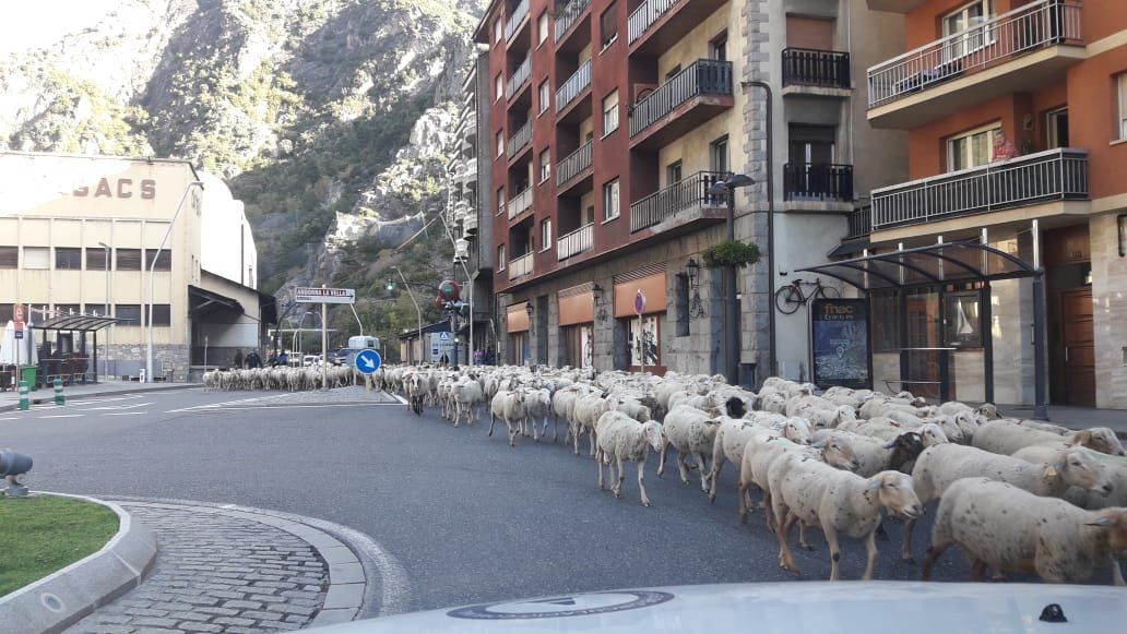 El ramat ha entrat a Sant Julià per l'avinguda Verge de Canòlich.
