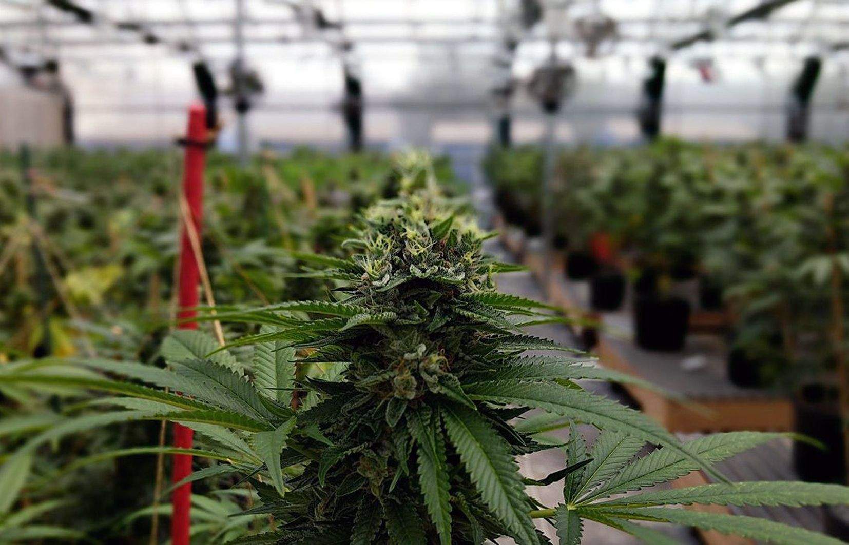 Un hivernacle amb plantació de cànnabis.