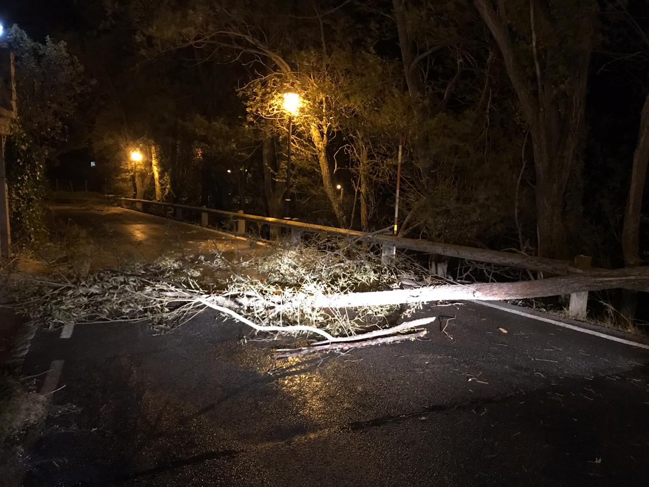 Un arbre caigut a la carretera secundària entre els Plans i Ransol, a Canillo.