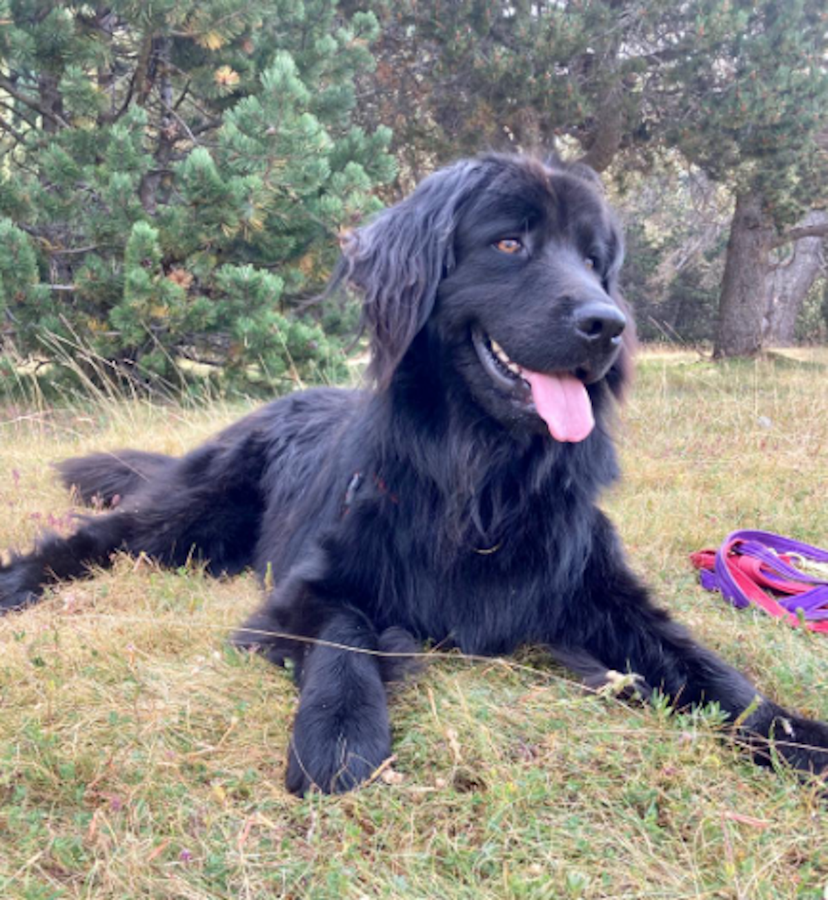 Bubu ha aparegut mort aquest dissabte.