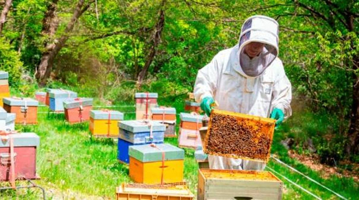 Apicultura al Mon(t) Màgic.