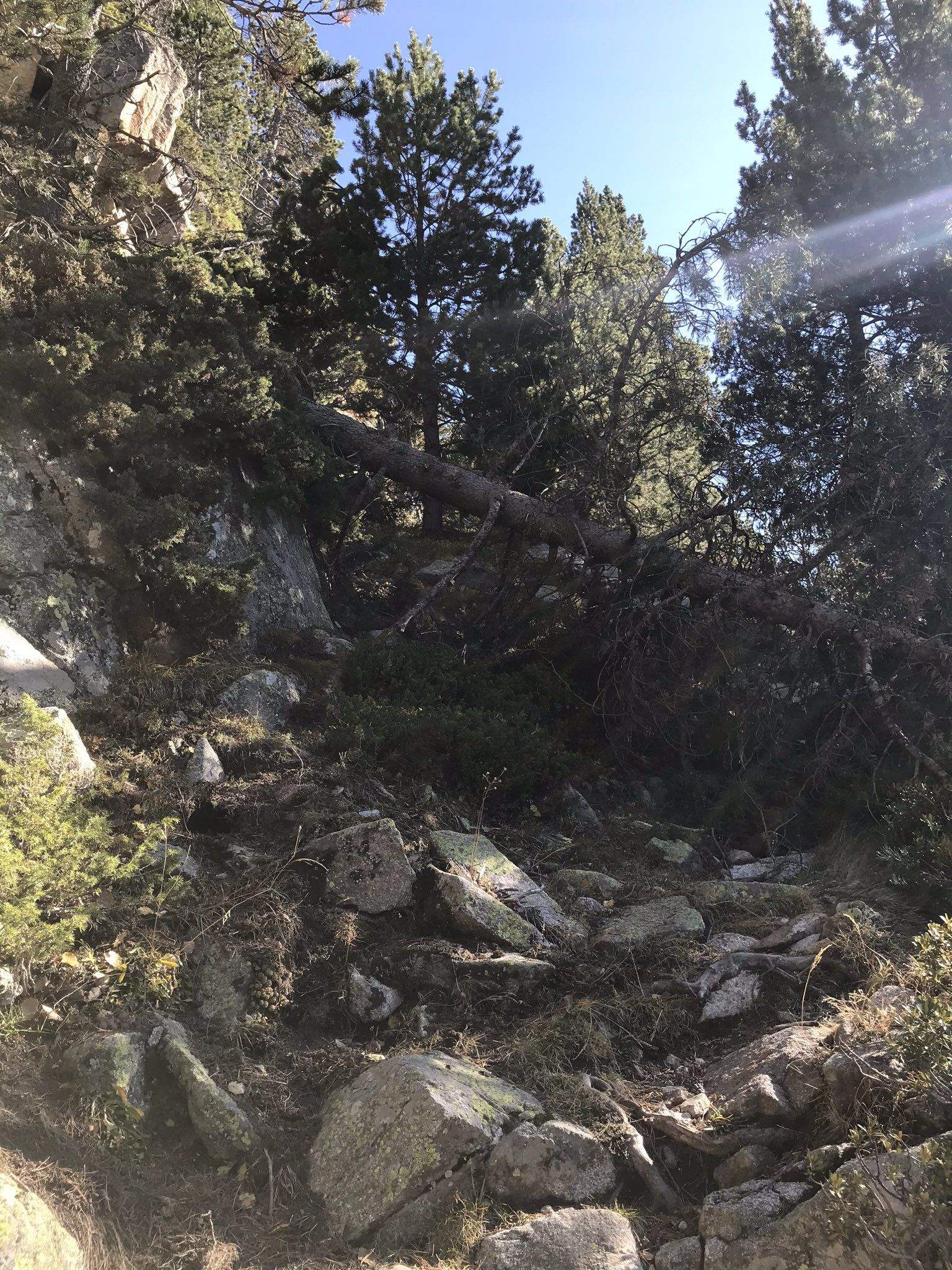 Un dels arbres caiguts damunt el camí.