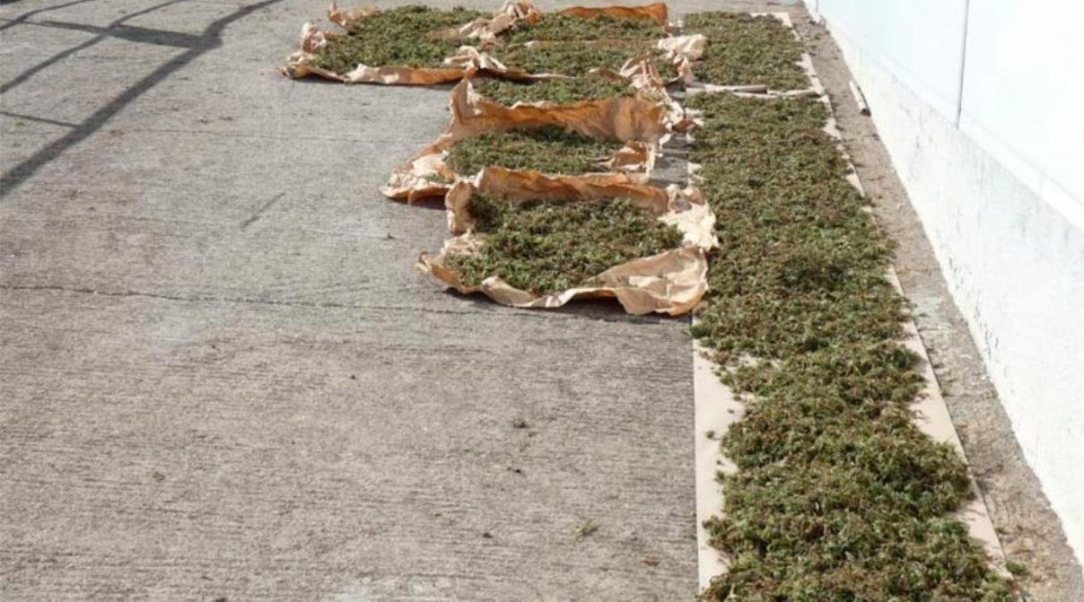 Part de la marihuana que es va confiscar.